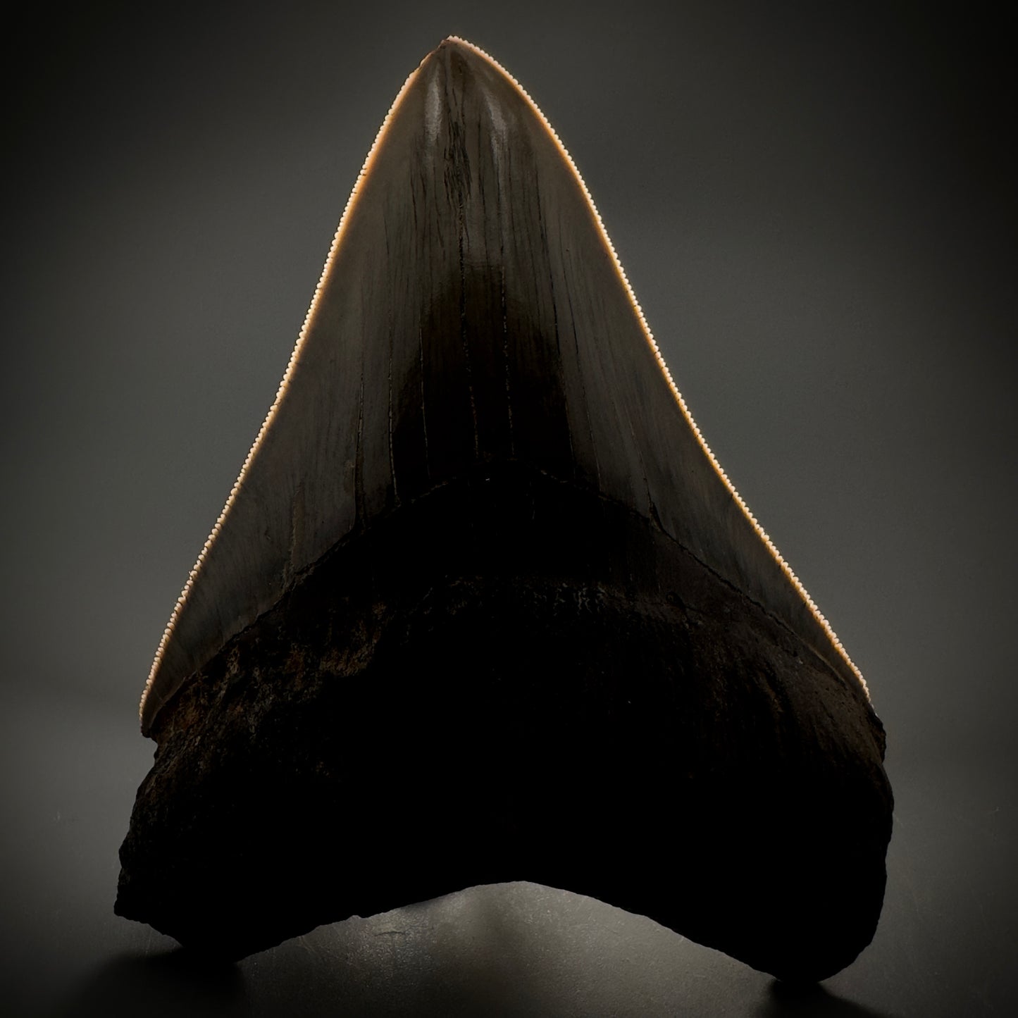 Collector's Quality 4.41" Fossil Megalodon Shark Tooth from West Java, Indonesia CM5311 - Front serrations detail