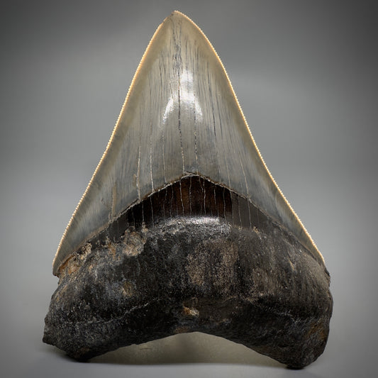 Collector's Quality 4.41" Fossil Megalodon Shark Tooth from West Java, Indonesia CM5311 - Front