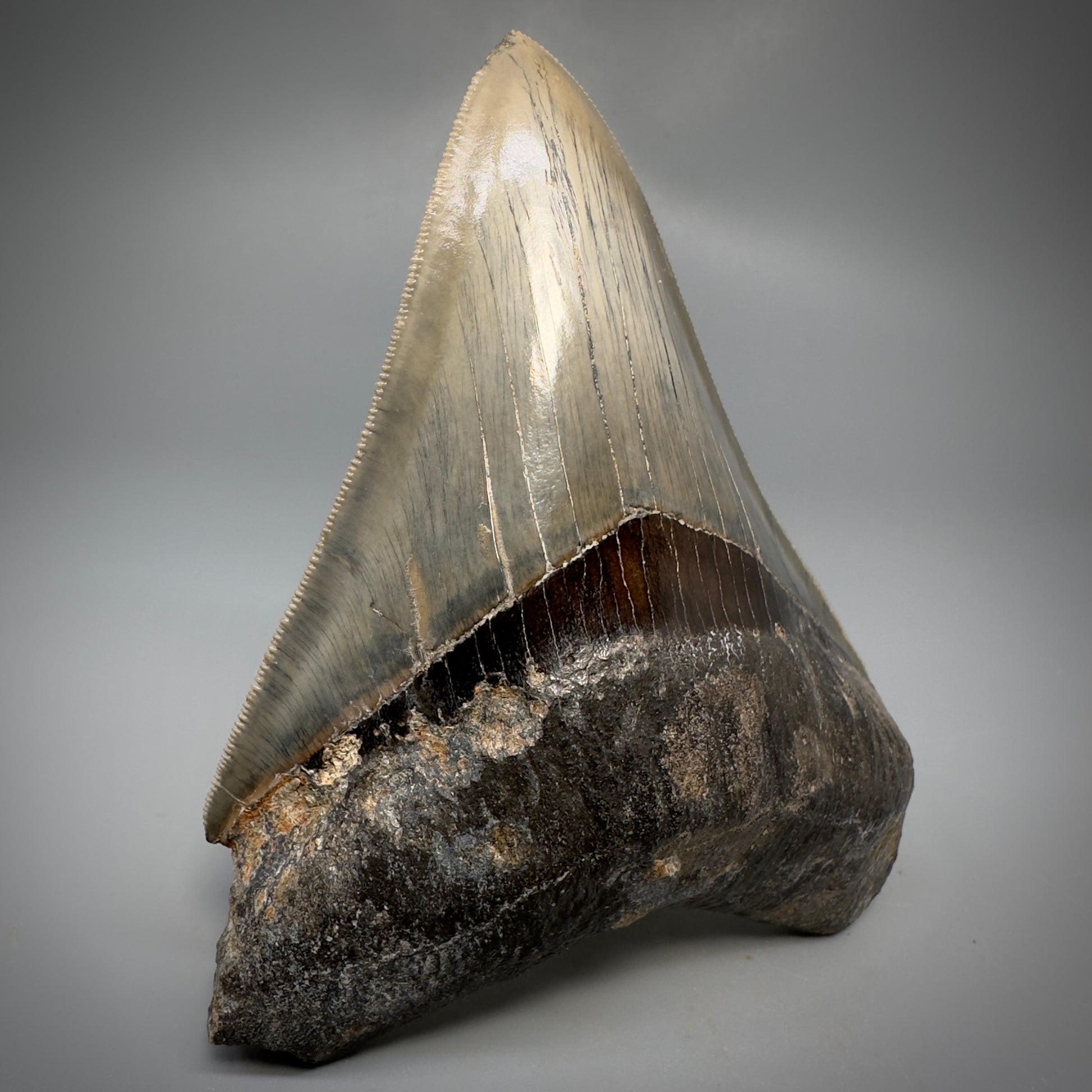 Collector's Quality 4.41" Fossil Megalodon Shark Tooth from West Java, Indonesia CM5311 - Front Left