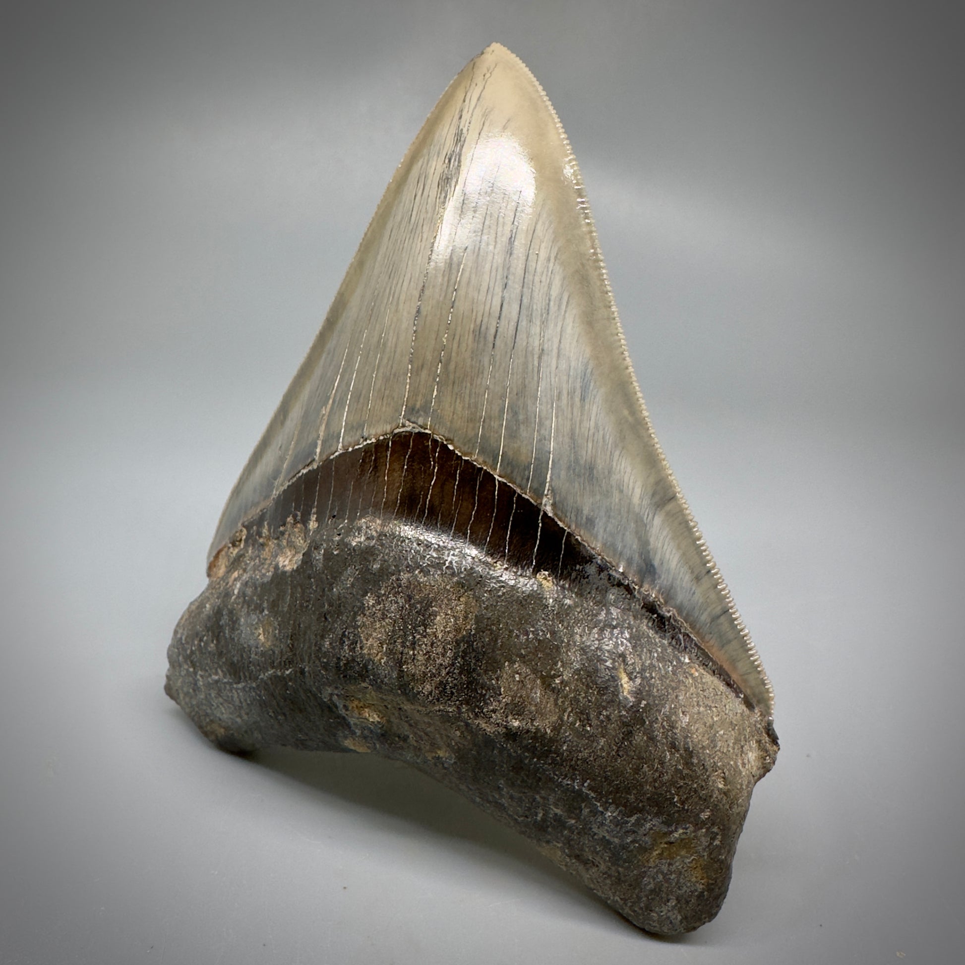 Collector's Quality 4.41" Fossil Megalodon Shark Tooth from West Java, Indonesia CM5311 - Front Right