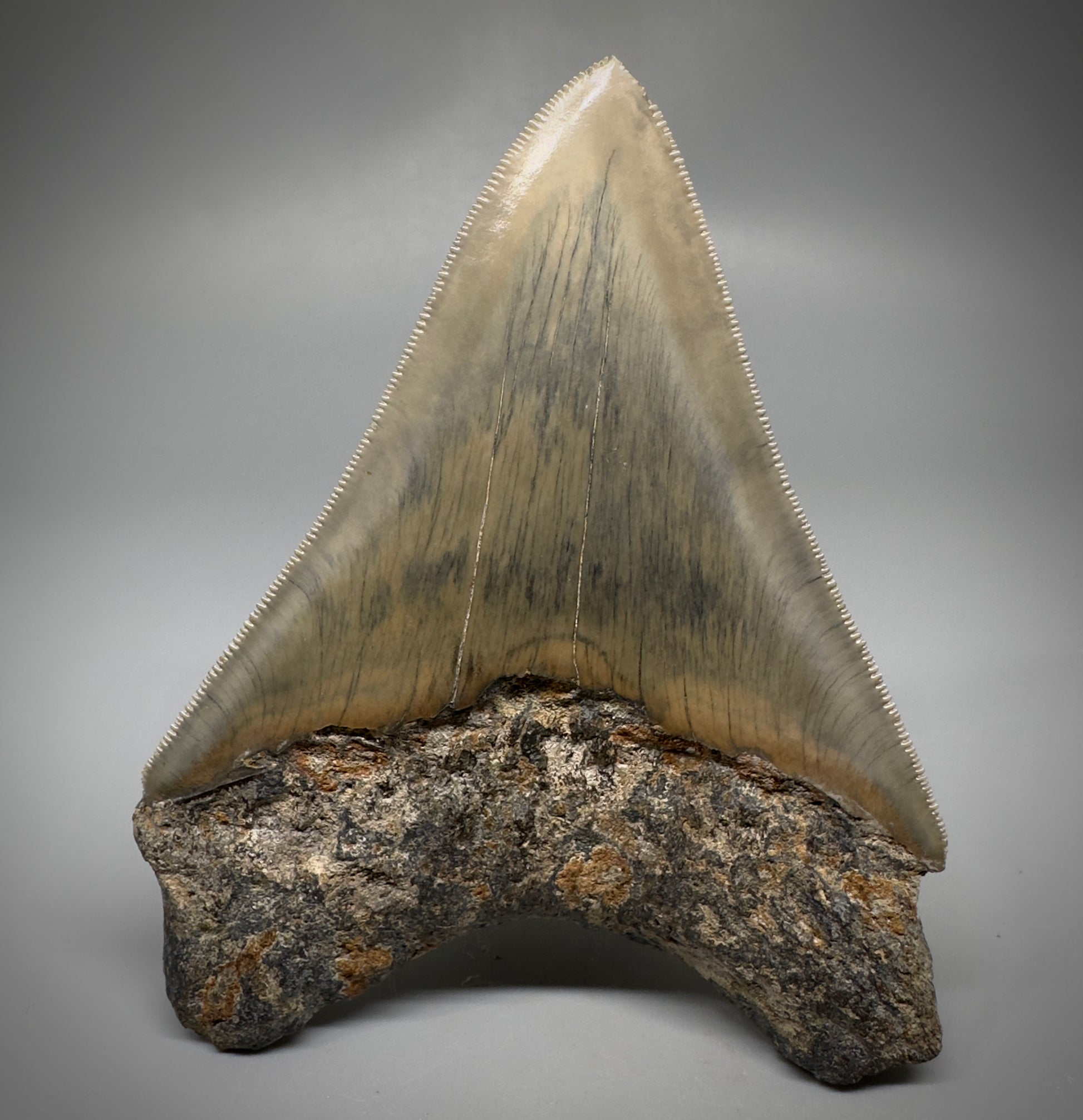 Collector's Quality 4.41" Fossil Megalodon Shark Tooth from West Java, Indonesia CM5311 - Back