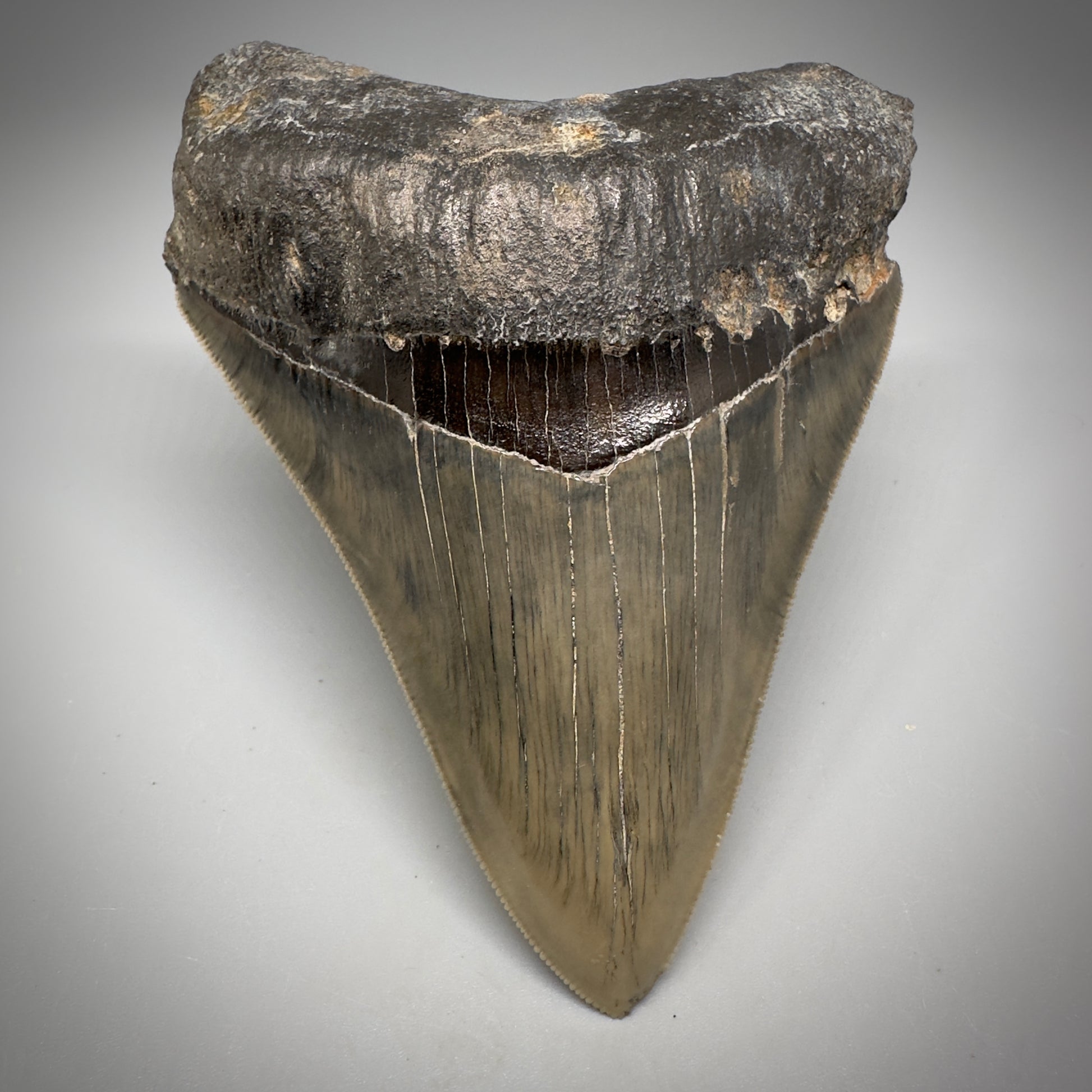 Collector's Quality 4.41" Fossil Megalodon Shark Tooth from West Java, Indonesia CM5311 - Front 1