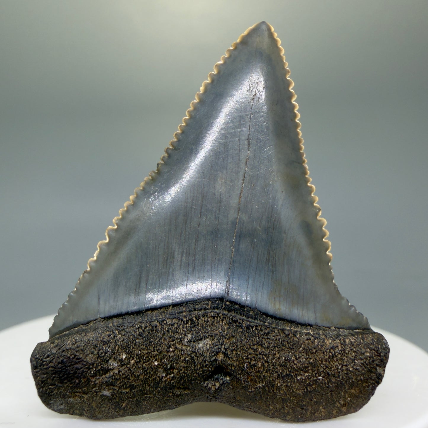 Front View Very colorful, sharply serrated 1.73" Fossil Great White Tooth for Sale GW1313 - 3