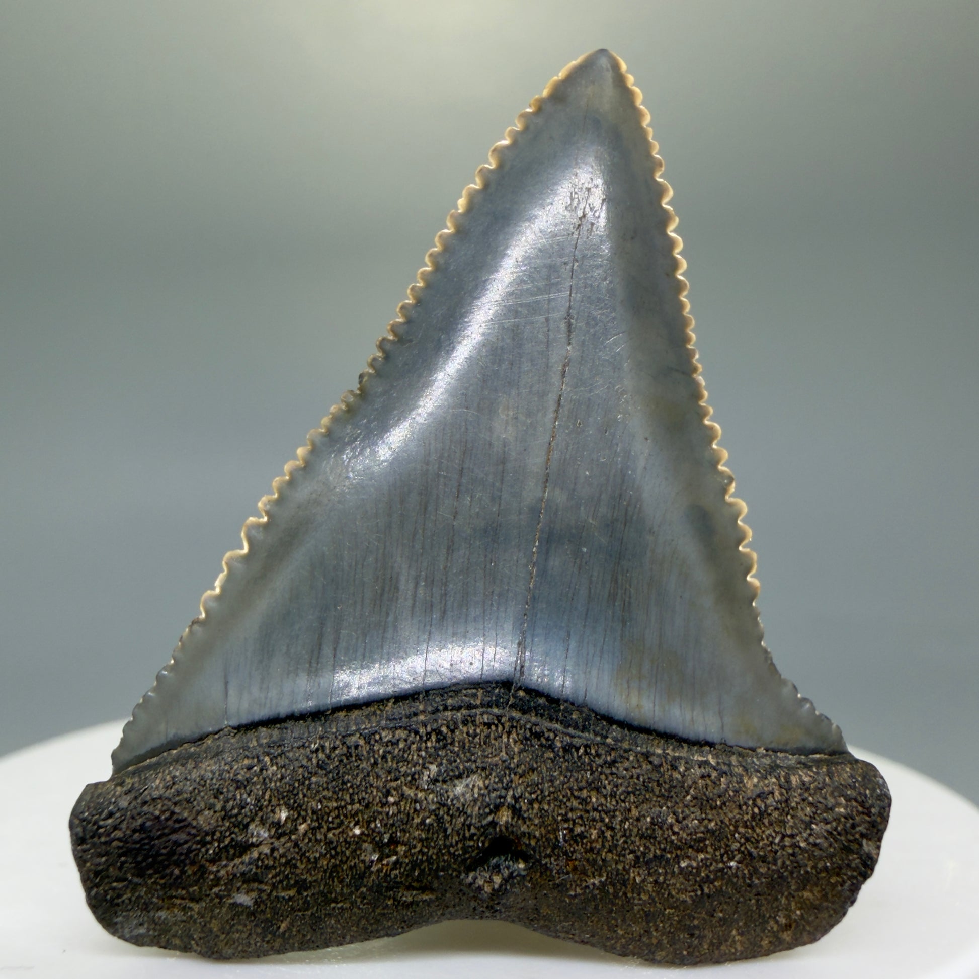 Front View Very colorful, sharply serrated 1.73" Fossil Great White Tooth for Sale GW1313 - 3
