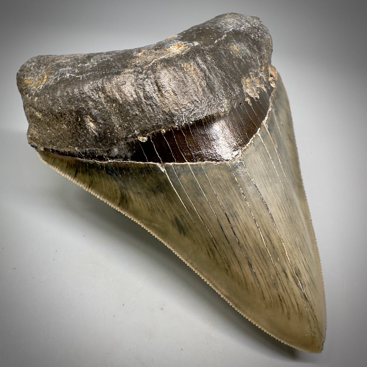 Collector's Quality 4.41" Fossil Megalodon Shark Tooth from West Java, Indonesia CM5311 - Front Right 1