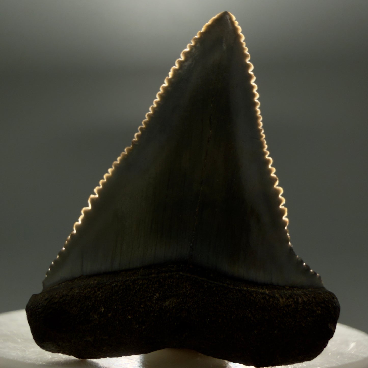 Front View Very colorful, sharply serrated 1.73" Fossil Great White Tooth for Sale GW1313 - 1