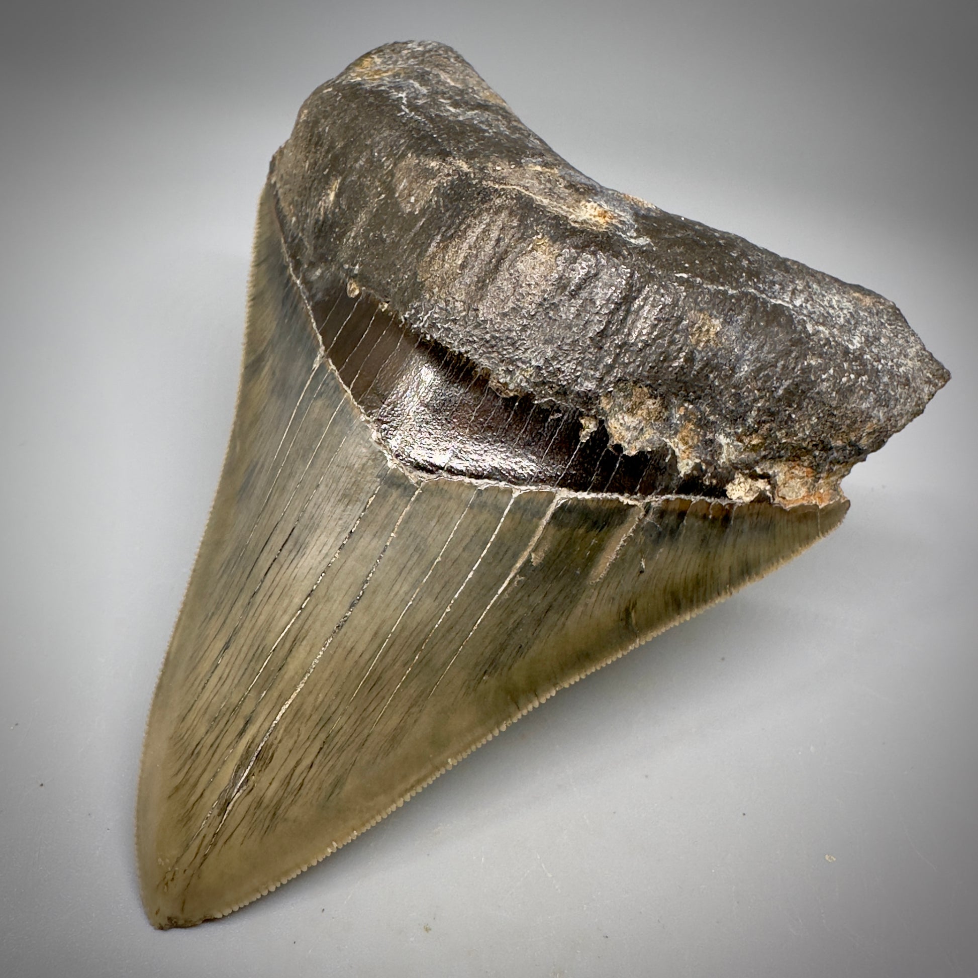 Collector's Quality 4.41" Fossil Megalodon Shark Tooth from West Java, Indonesia CM5311 - Front Left 1