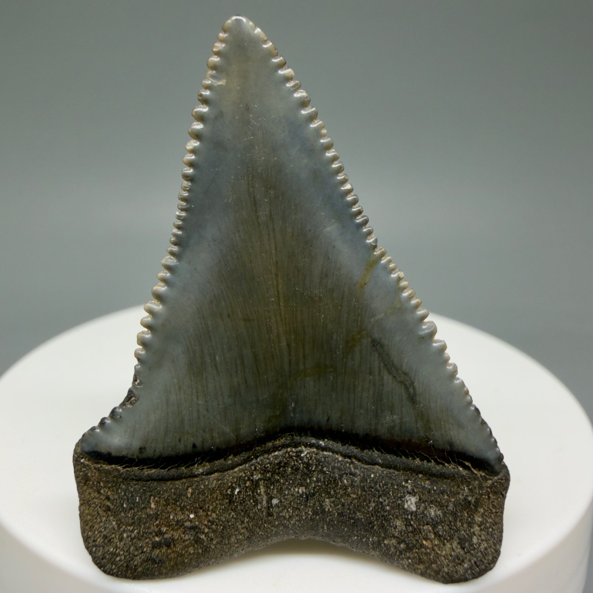 Back View Very colorful, sharply serrated 1.73" Fossil Great White Tooth for Sale GW1313