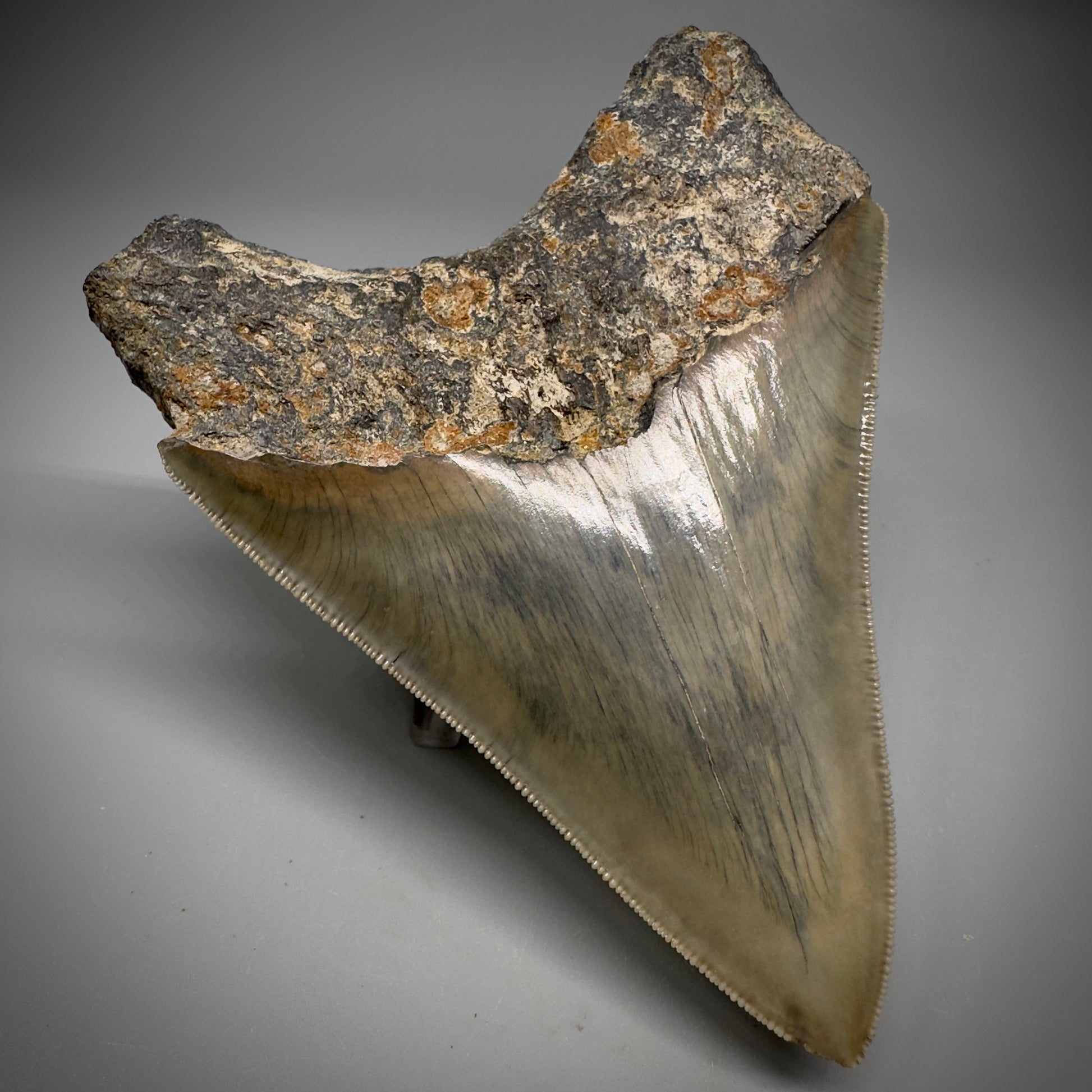 Collector's Quality 4.41" Fossil Megalodon Shark Tooth from West Java, Indonesia CM5311 - Back Right