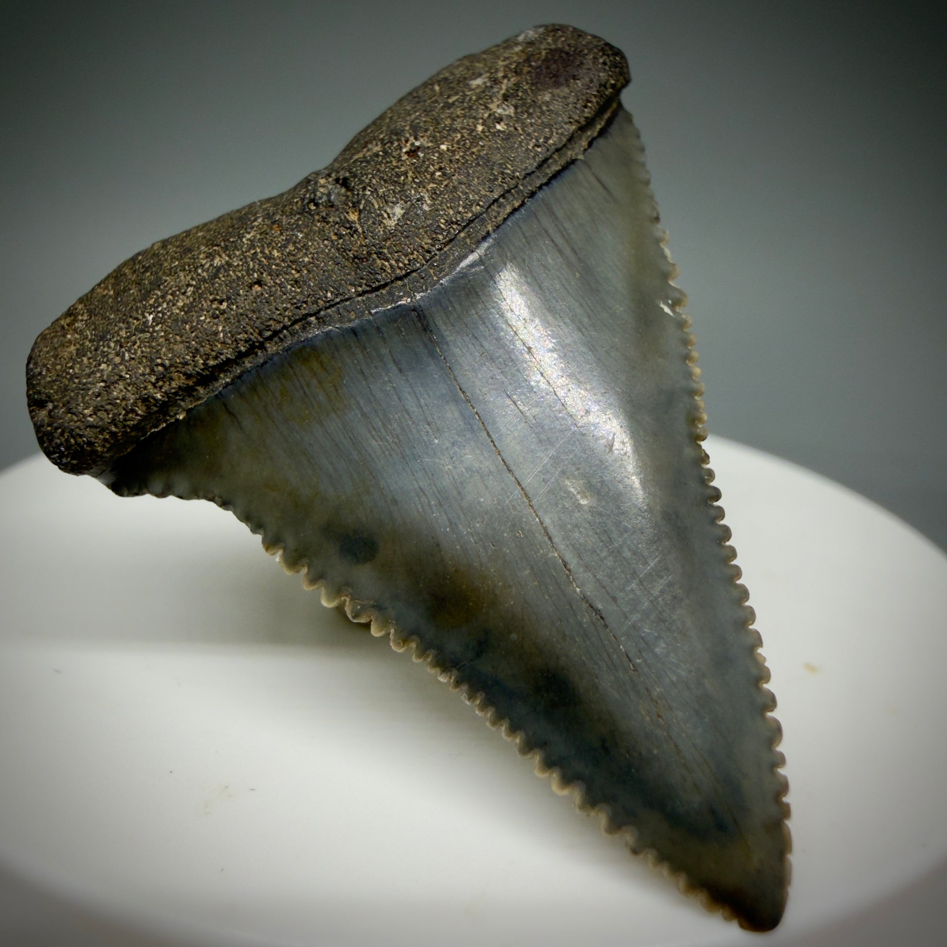 Front Left View Very colorful, sharply serrated 1.73" Fossil Great White Tooth for Sale GW1313