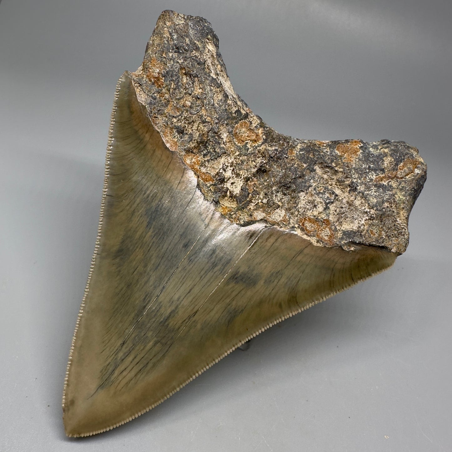 Collector's Quality 4.41" Fossil Megalodon Shark Tooth from West Java, Indonesia CM5311 - Back Right