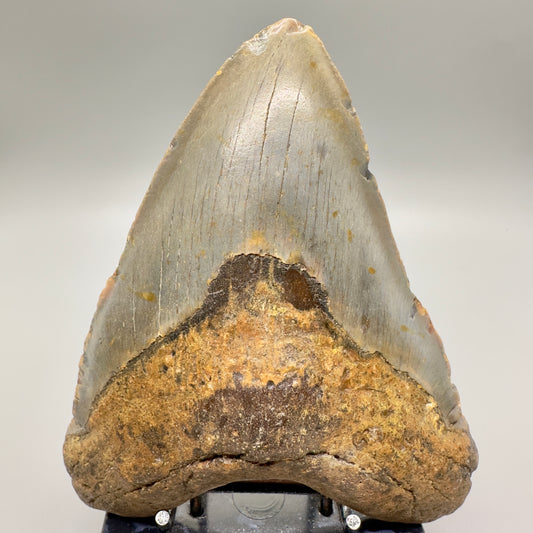 Blue and orange 5.61" Fossil Megalodon Tooth - North Carolina CM4599 - Front