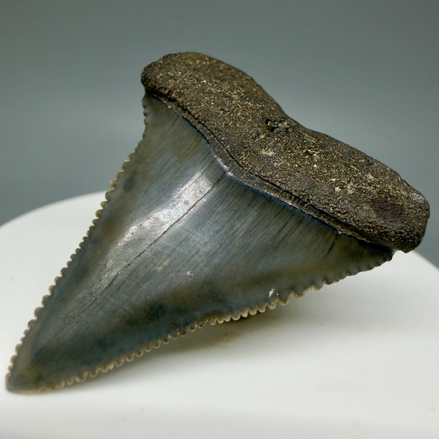 Front Right View Very colorful, sharply serrated 1.73" Fossil Great White Tooth for Sale GW1313