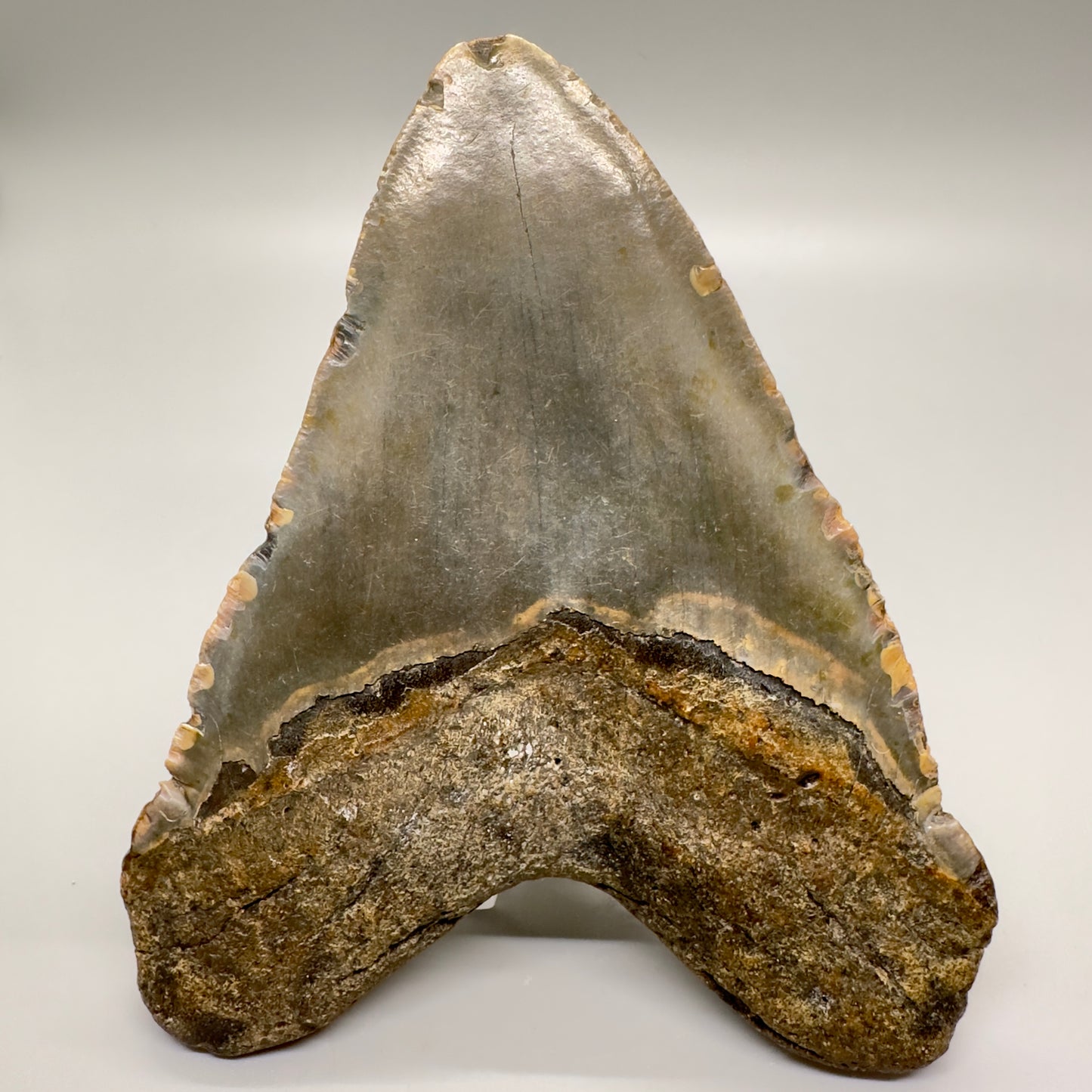 Blue and orange 5.61" Fossil Megalodon Tooth - North Carolina CM4599 - Back
