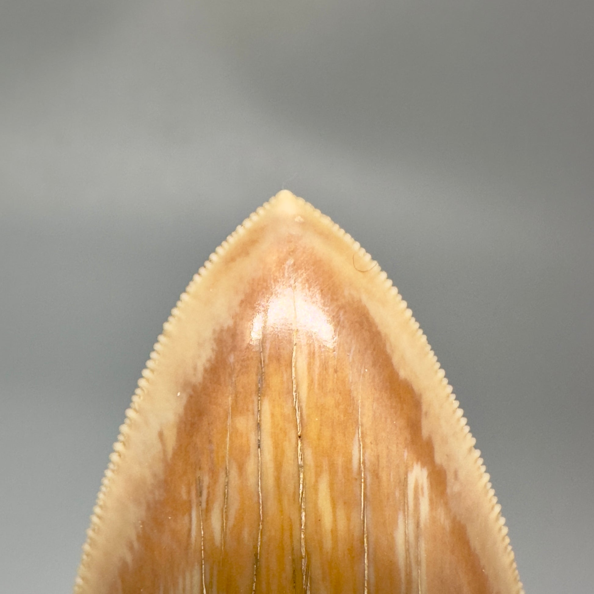 Collector's Quality, lower 4.69" Fossil Megalodon Shark Tooth from West Java, Indonesia CM3312 - Front Tip detail