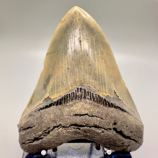 Colorful, serrated 4.94" Fossil Megalodon Tooth from North Carolina CM4593 - Front