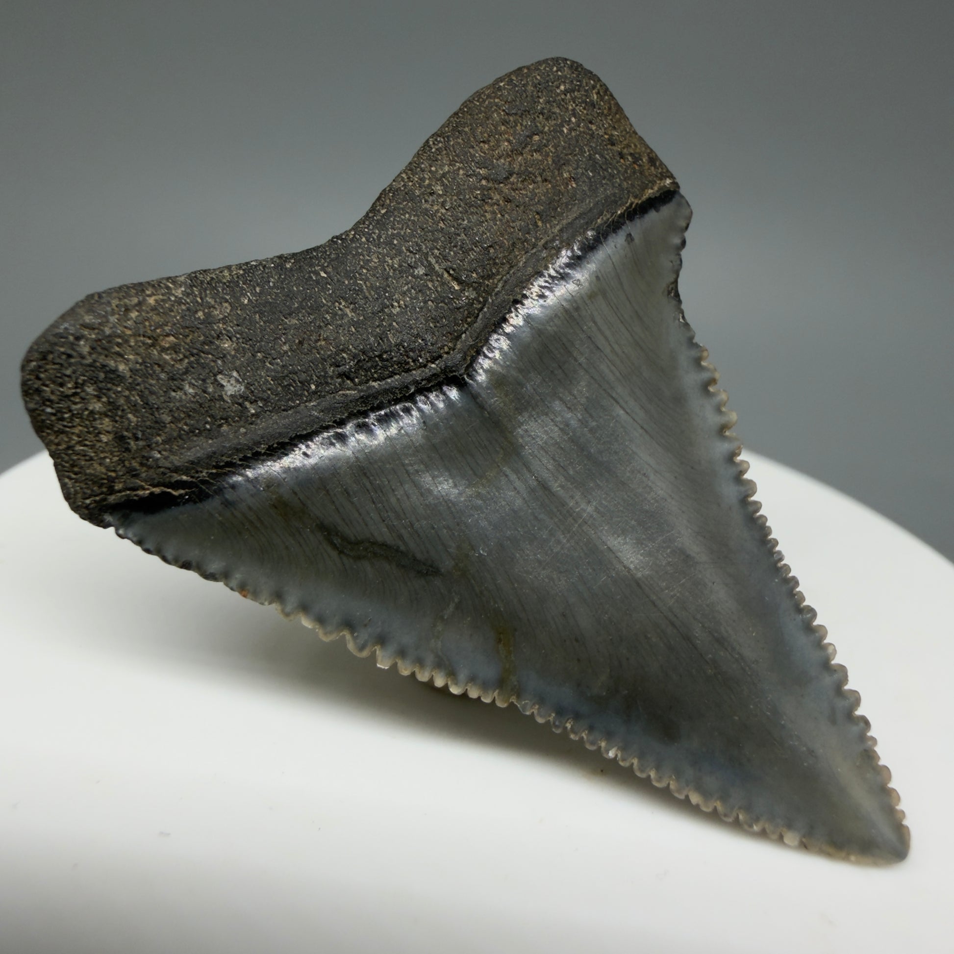 Back Left View Very colorful, sharply serrated 1.73" Fossil Great White Tooth for Sale GW1313