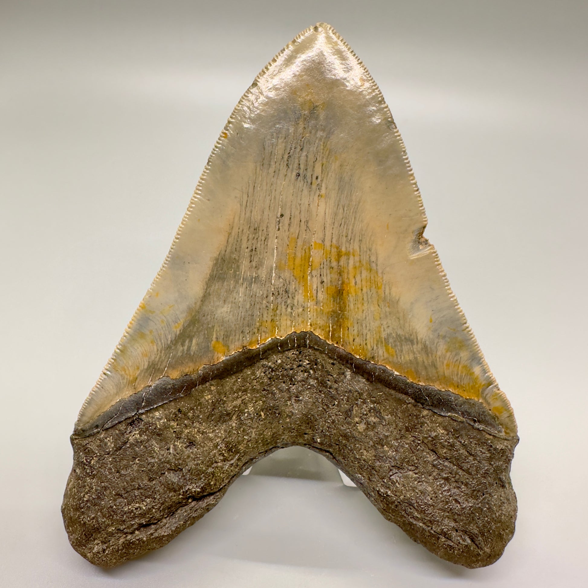 Colorful, serrated 4.94" Fossil Megalodon Tooth from North Carolina CM4593 - Back