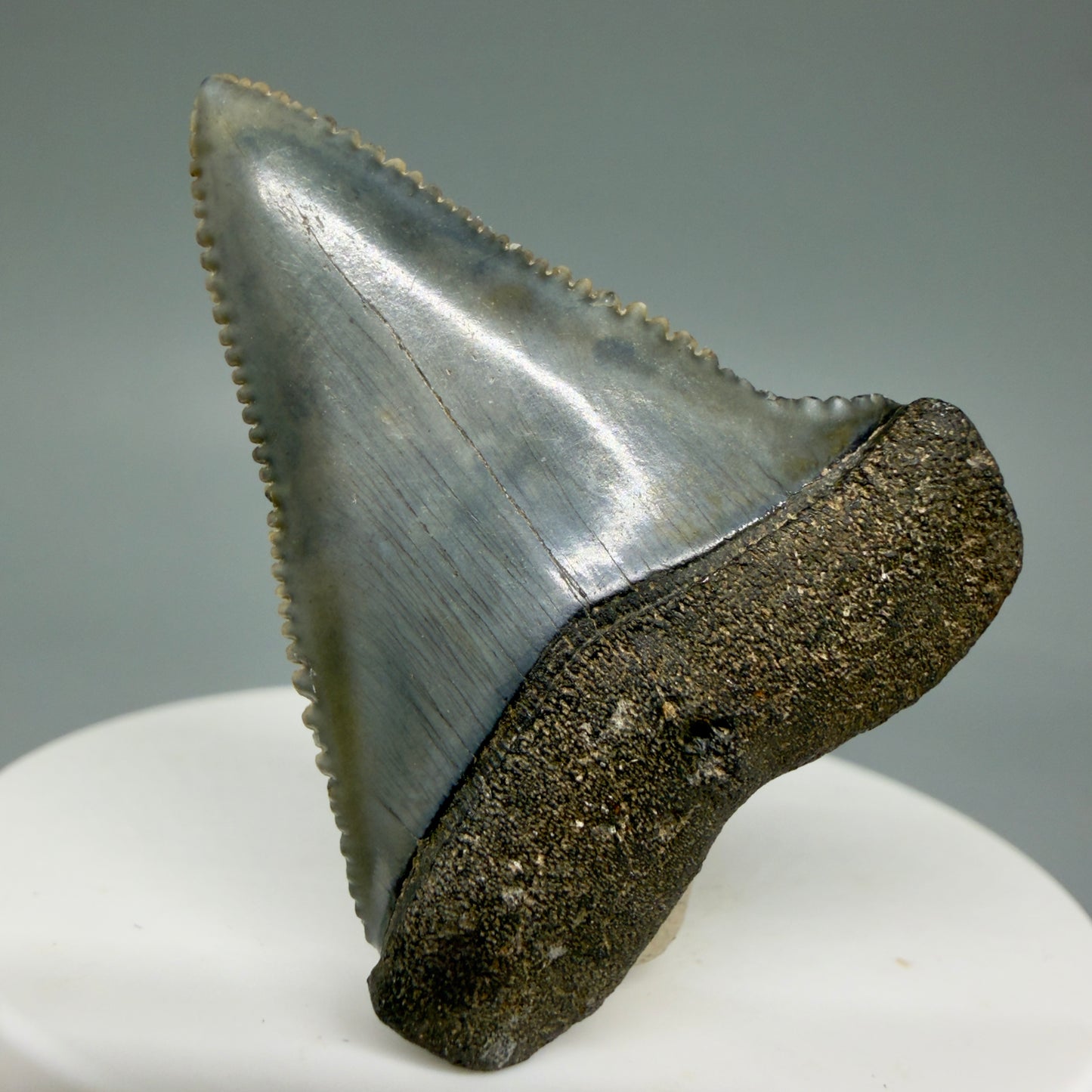 Front View Very colorful, sharply serrated 1.73" Fossil Great White Tooth for Sale GW1313 - 2