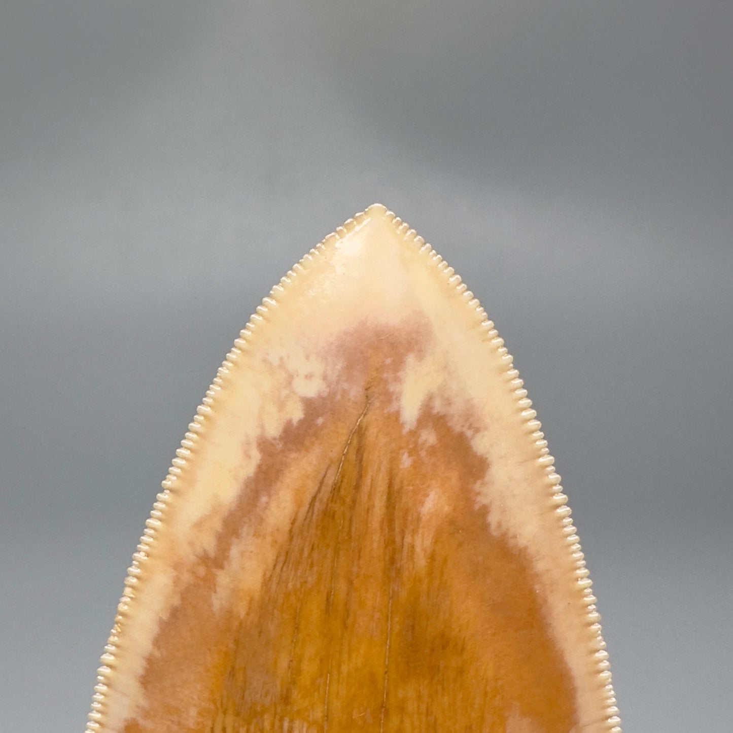 Collector's Quality, lower 4.69" Fossil Megalodon Shark Tooth from West Java, Indonesia CM3312 - Back Tip
