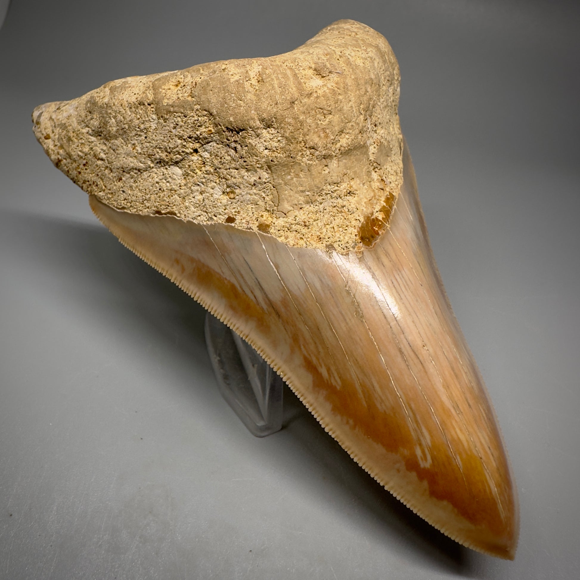 Collector's Quality, lower 4.69" Fossil Megalodon Shark Tooth from West Java, Indonesia CM3312 - Front Left 1