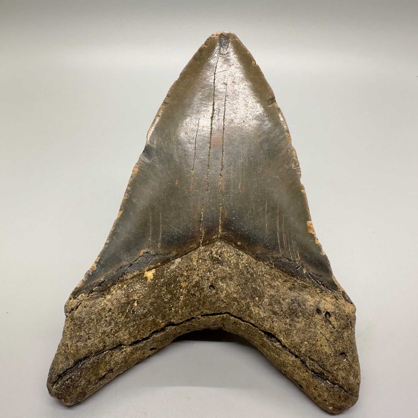 Colorful Lower 4.96" Fossil Megalodon Tooth from North Carolina CM4595 - Back