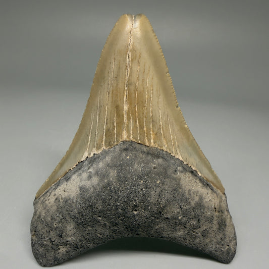 Front View Nice Shape 3.35" Fossil Megalodon Tooth from North Carolina - megalodonteeth.com CM5707 