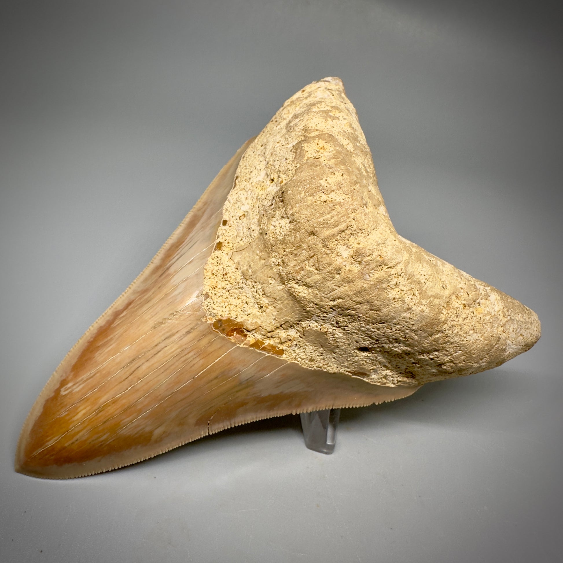 Collector's Quality, lower 4.69" Fossil Megalodon Shark Tooth from West Java, Indonesia CM3312 - Front Right