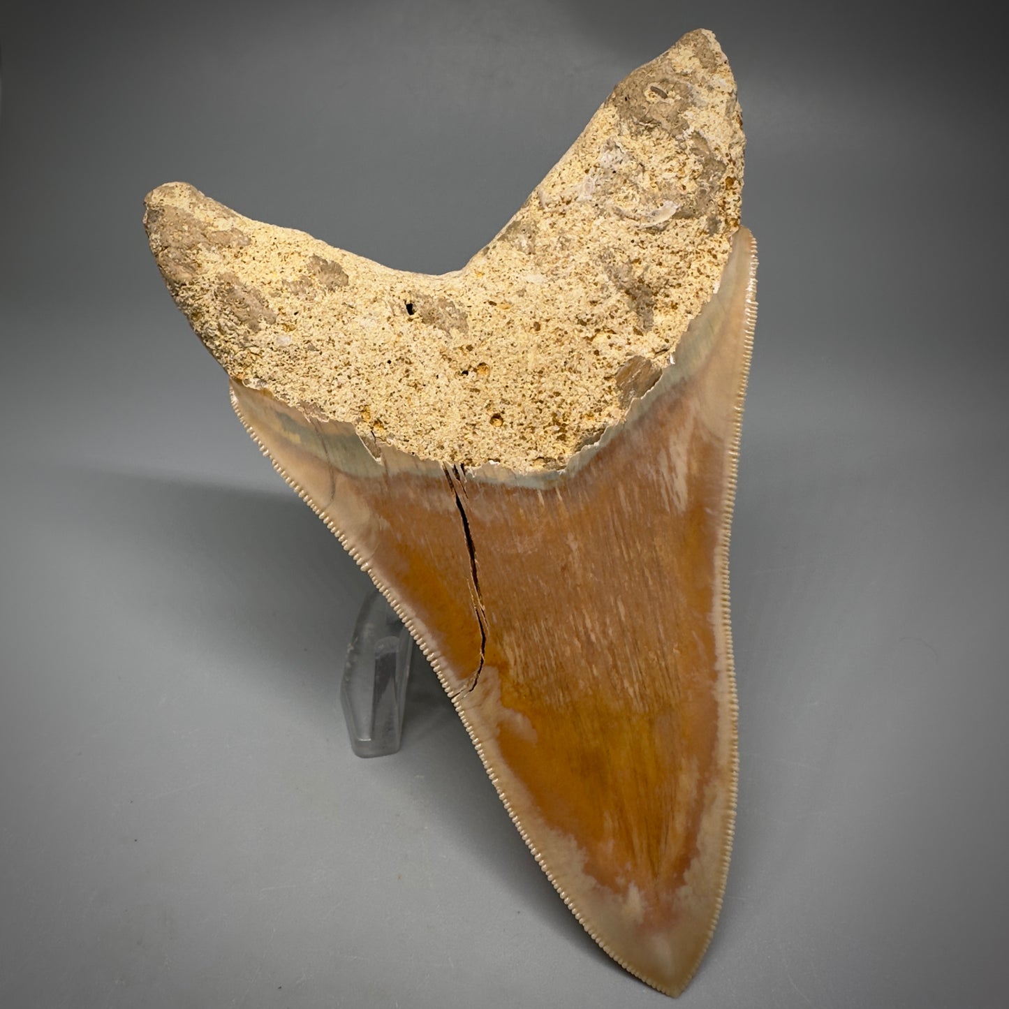 Collector's Quality, lower 4.69" Fossil Megalodon Shark Tooth from West Java, Indonesia CM3312 - Back Left