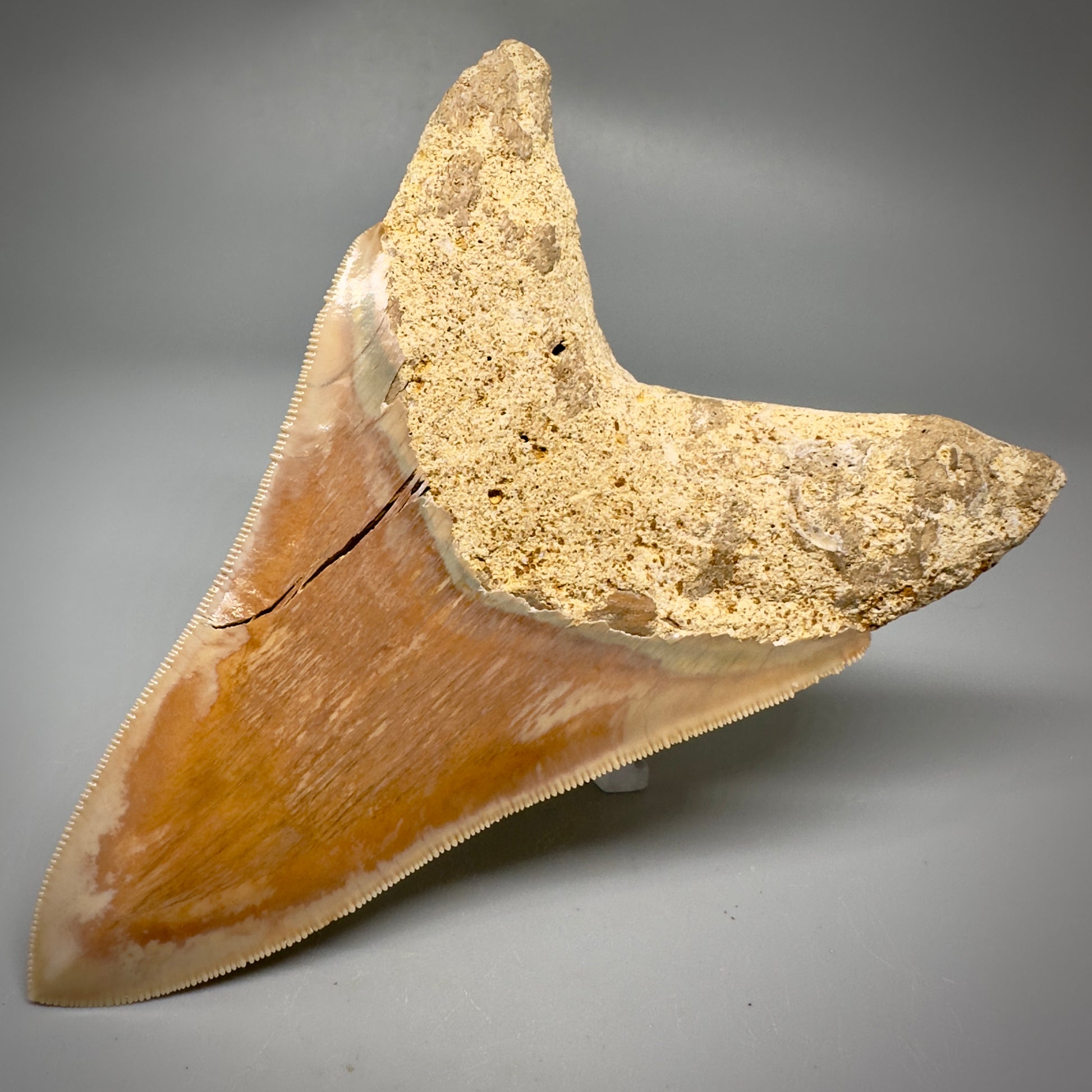 Collector's Quality, lower 4.69" Fossil Megalodon Shark Tooth from West Java, Indonesia CM3312 - Back Right