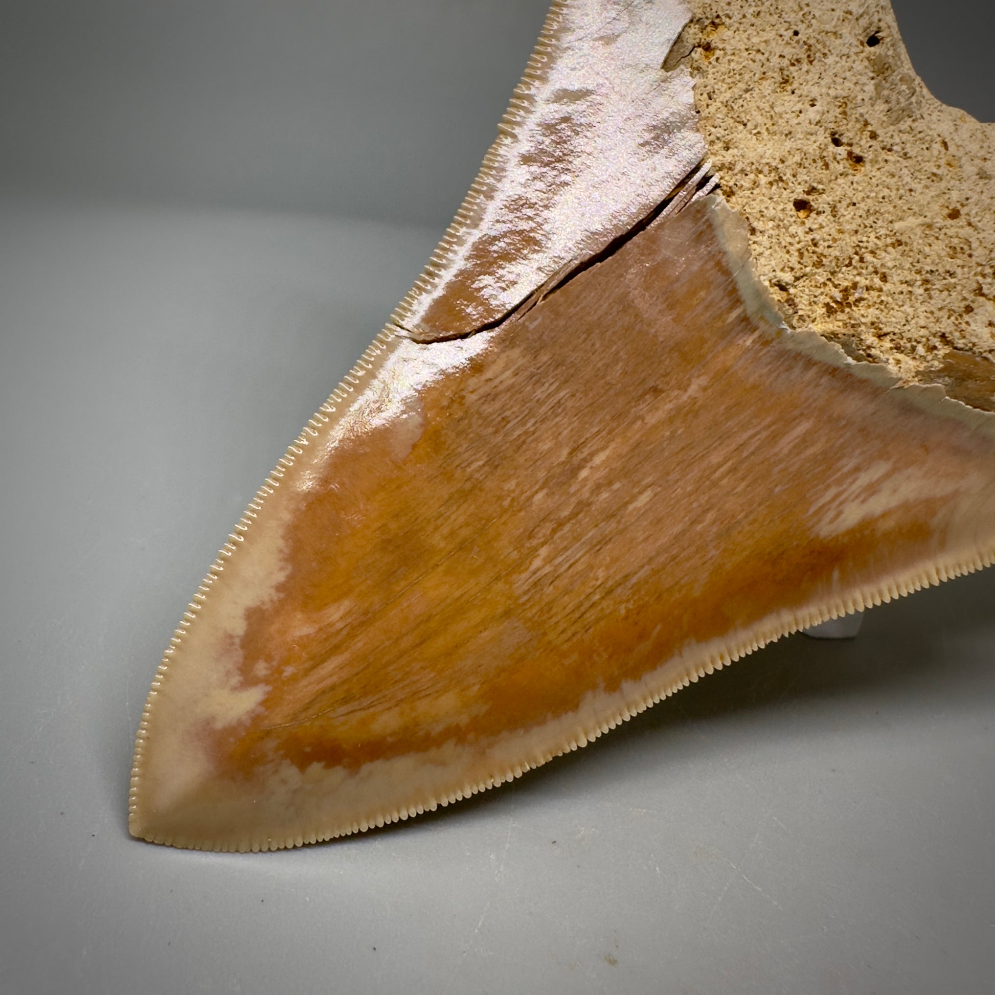 Collector's Quality, lower 4.69" Fossil Megalodon Shark Tooth from West Java, Indonesia CM3312 - Back Right tip detail