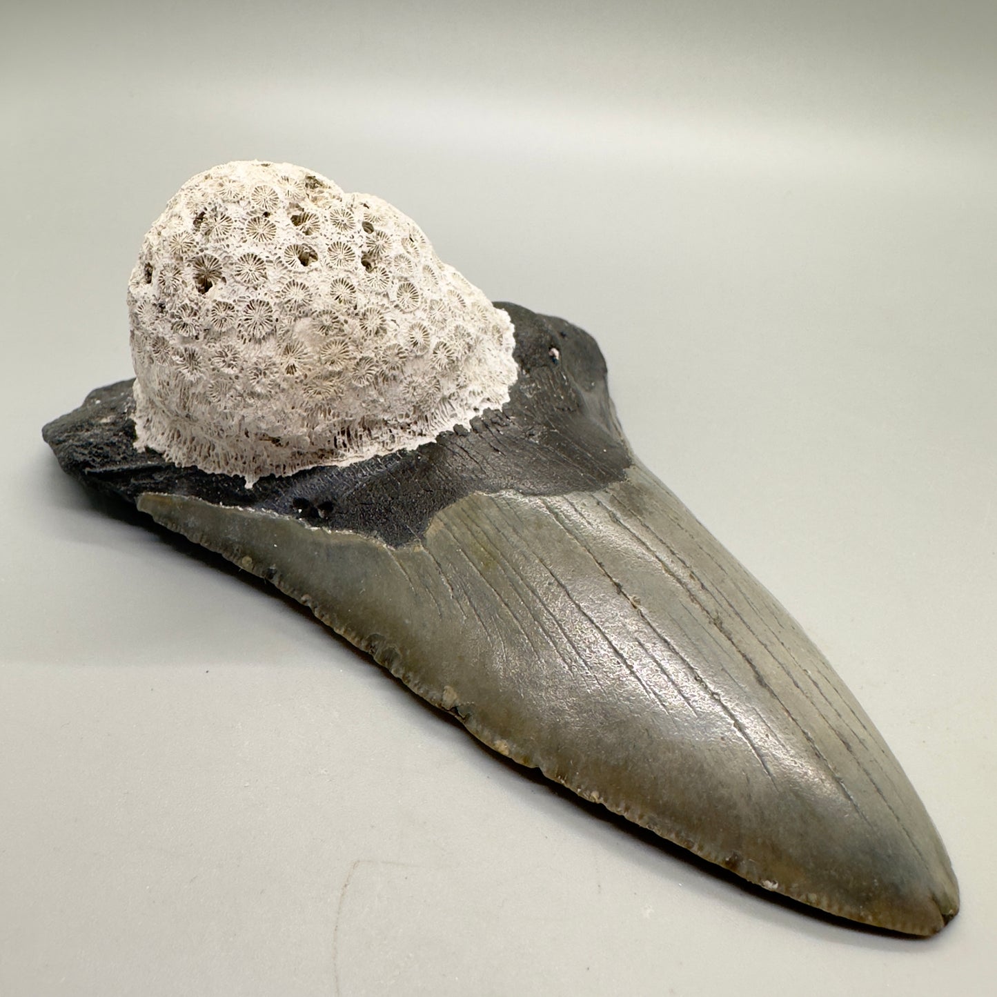 Large, with coral 5.23" Fossil Megalodon Tooth: Scuba Diving Discovery from North Carolina CM4597 - Front left