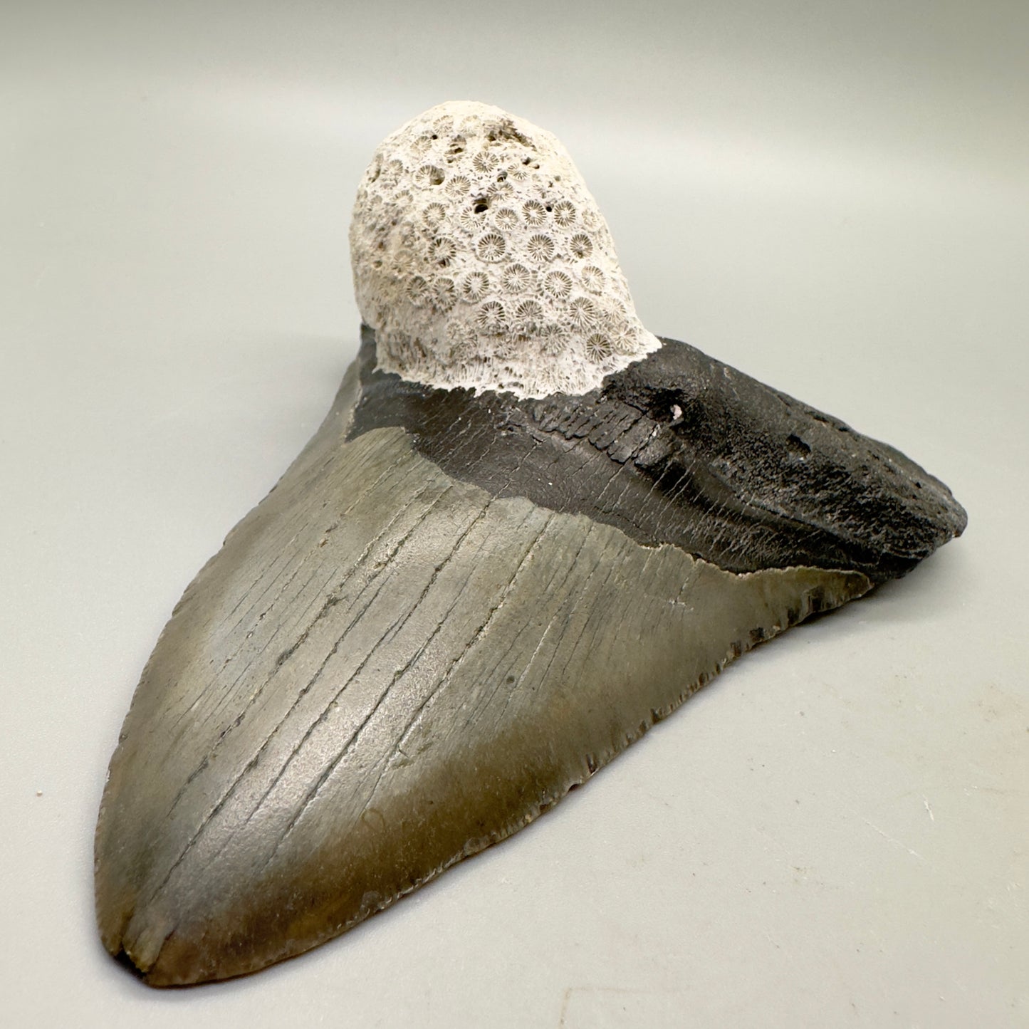 Large, with coral 5.23" Fossil Megalodon Tooth: Scuba Diving Discovery from North Carolina CM4597 - Front right