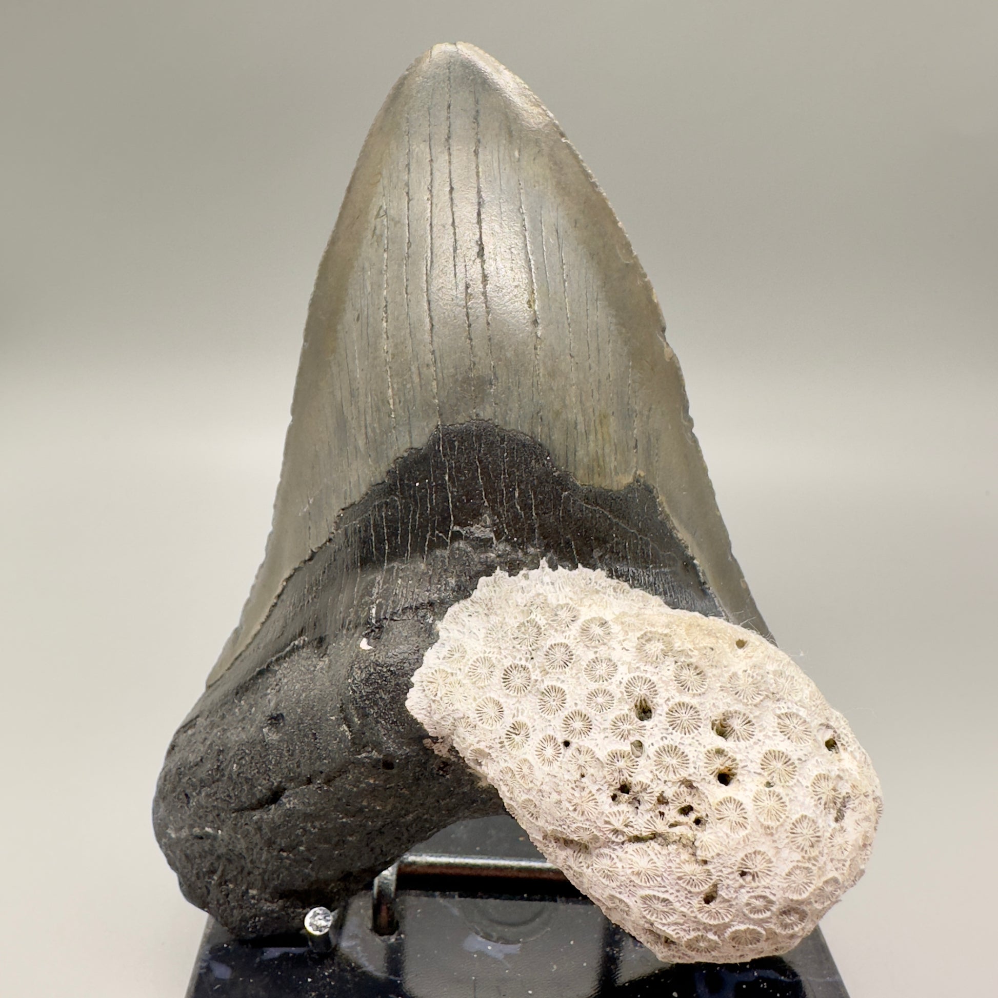 Large, with coral 5.23" Fossil Megalodon Tooth: Scuba Diving Discovery from North Carolina CM4597 - Front