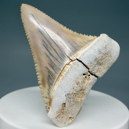 Front View Outstanding 1.91" long Fossil Great White Tooth from the deserts of Peru GW1305 - 1