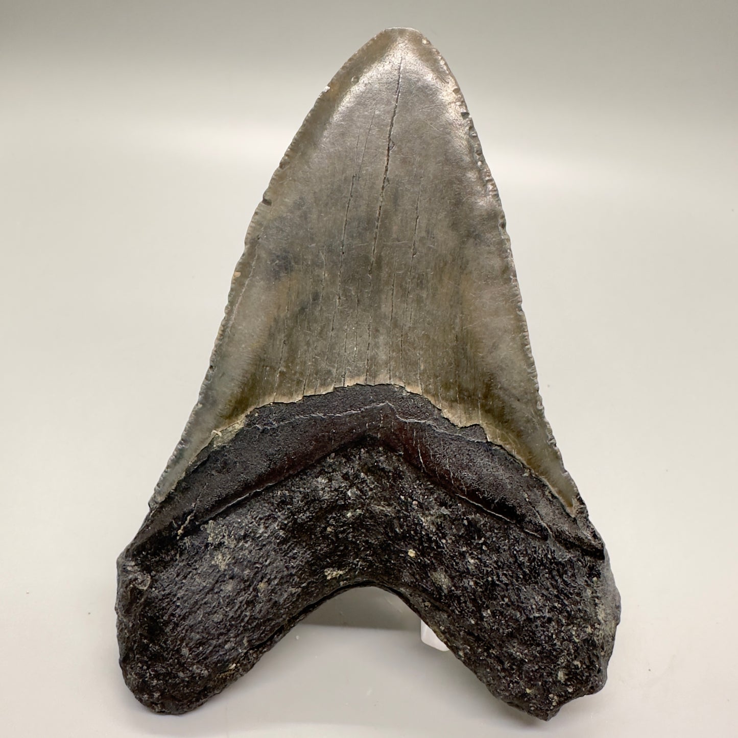 Large, with coral 5.23" Fossil Megalodon Tooth: Scuba Diving Discovery from North Carolina CM4597 - Back