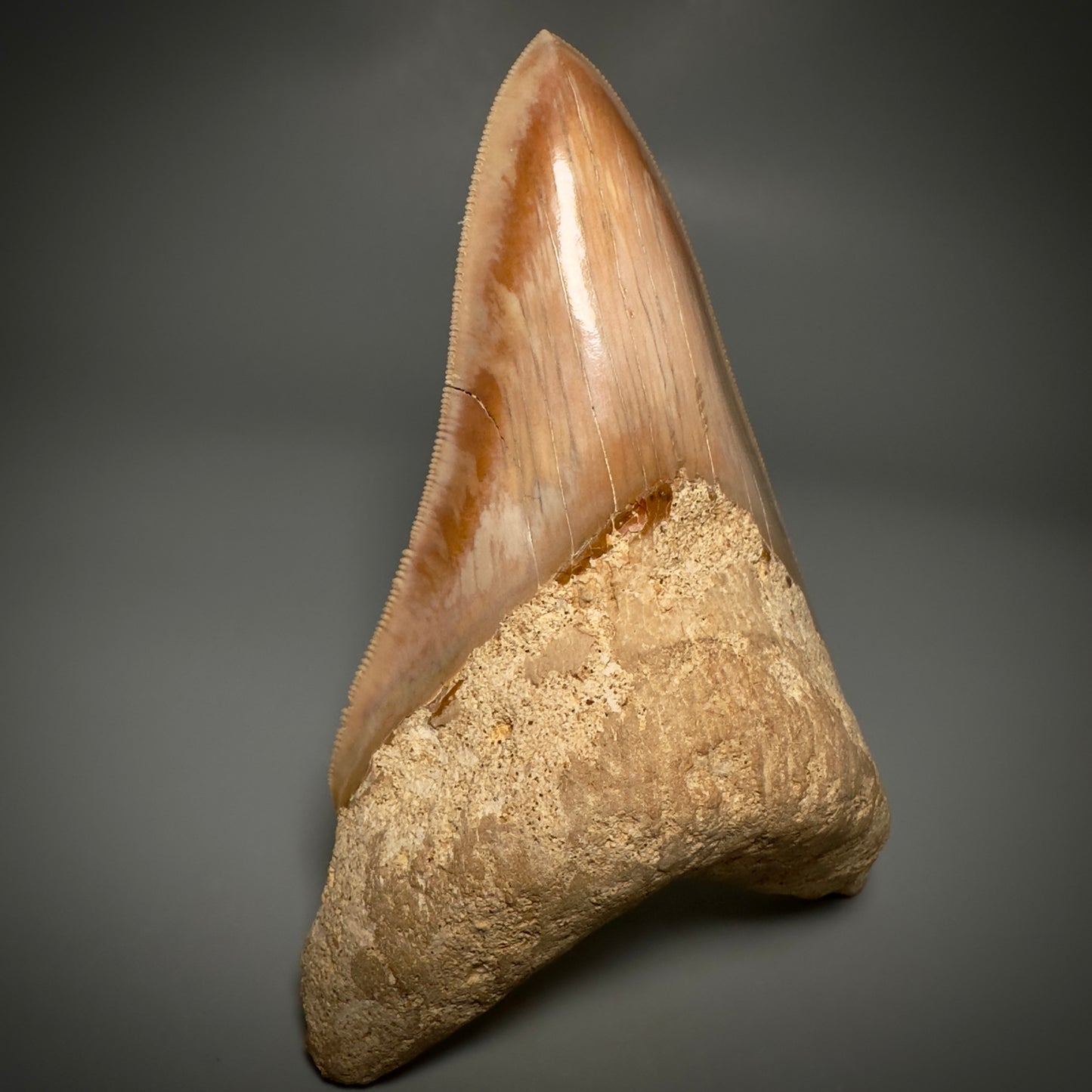 Collector's Quality, lower 4.69" Fossil Megalodon Shark Tooth from West Java, Indonesia CM3312 - Front Left