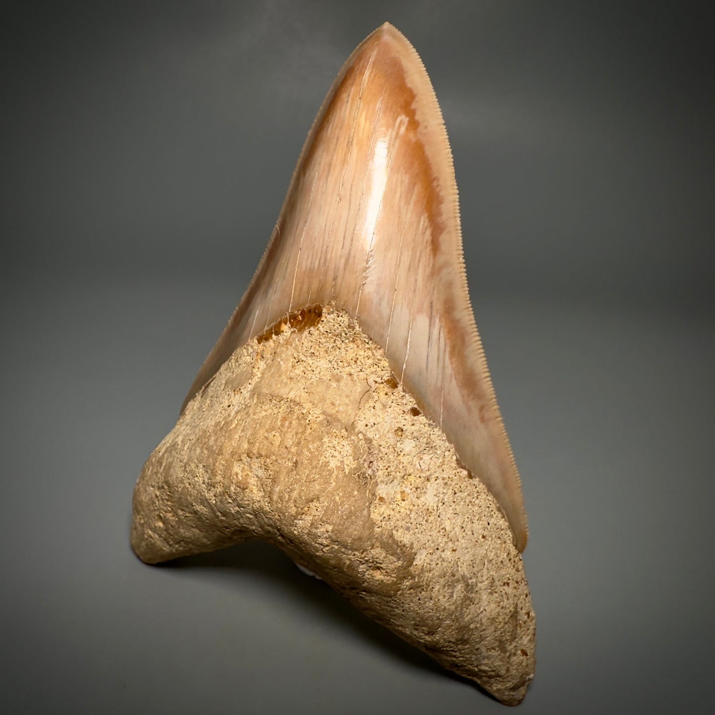 Collector's Quality, lower 4.69" Fossil Megalodon Shark Tooth from West Java, Indonesia CM3312 - Front Right