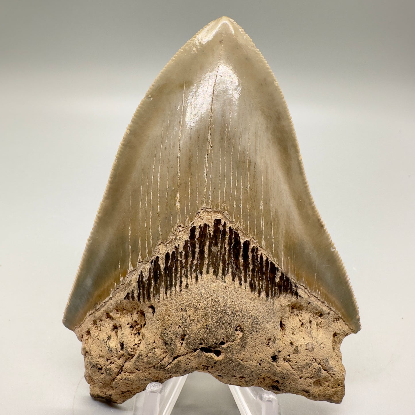 Affordable, Colorful 4.03" Fossil Megalodon Tooth from North Carolina CM4591 - Front