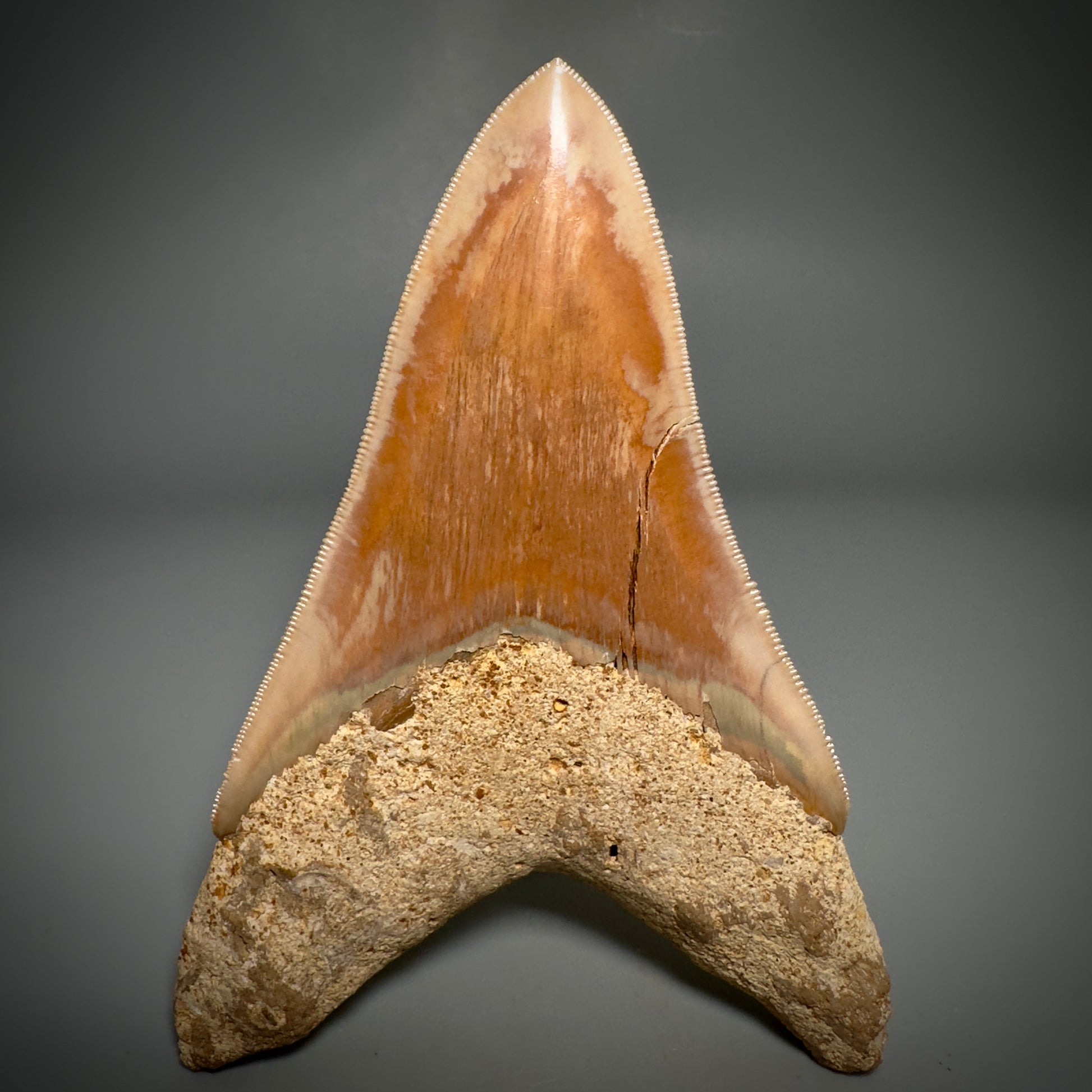 Collector's Quality, lower 4.69" Fossil Megalodon Shark Tooth from West Java, Indonesia CM3312 - Back