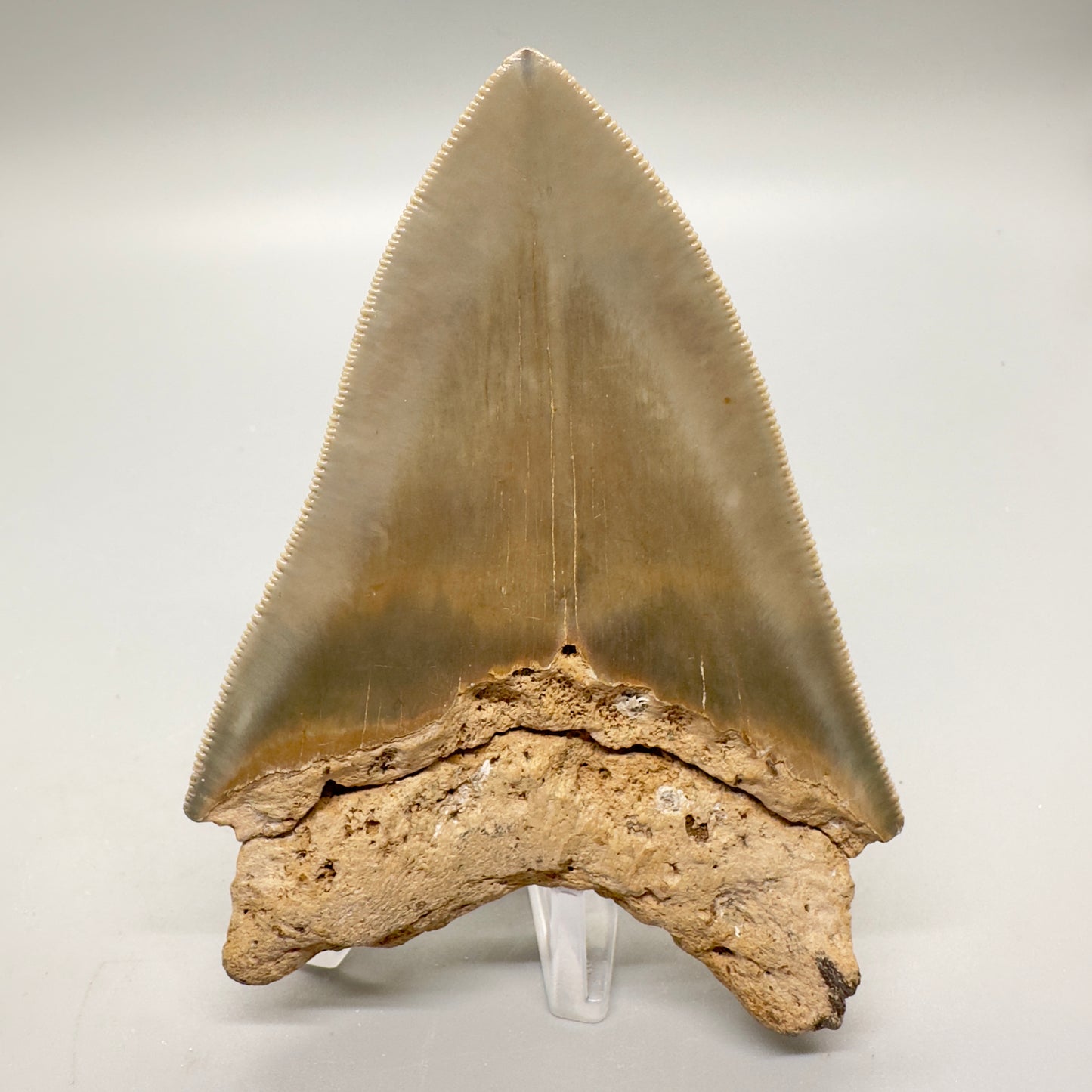 Affordable, Colorful 4.03" Fossil Megalodon Tooth from North Carolina CM4591 - Back