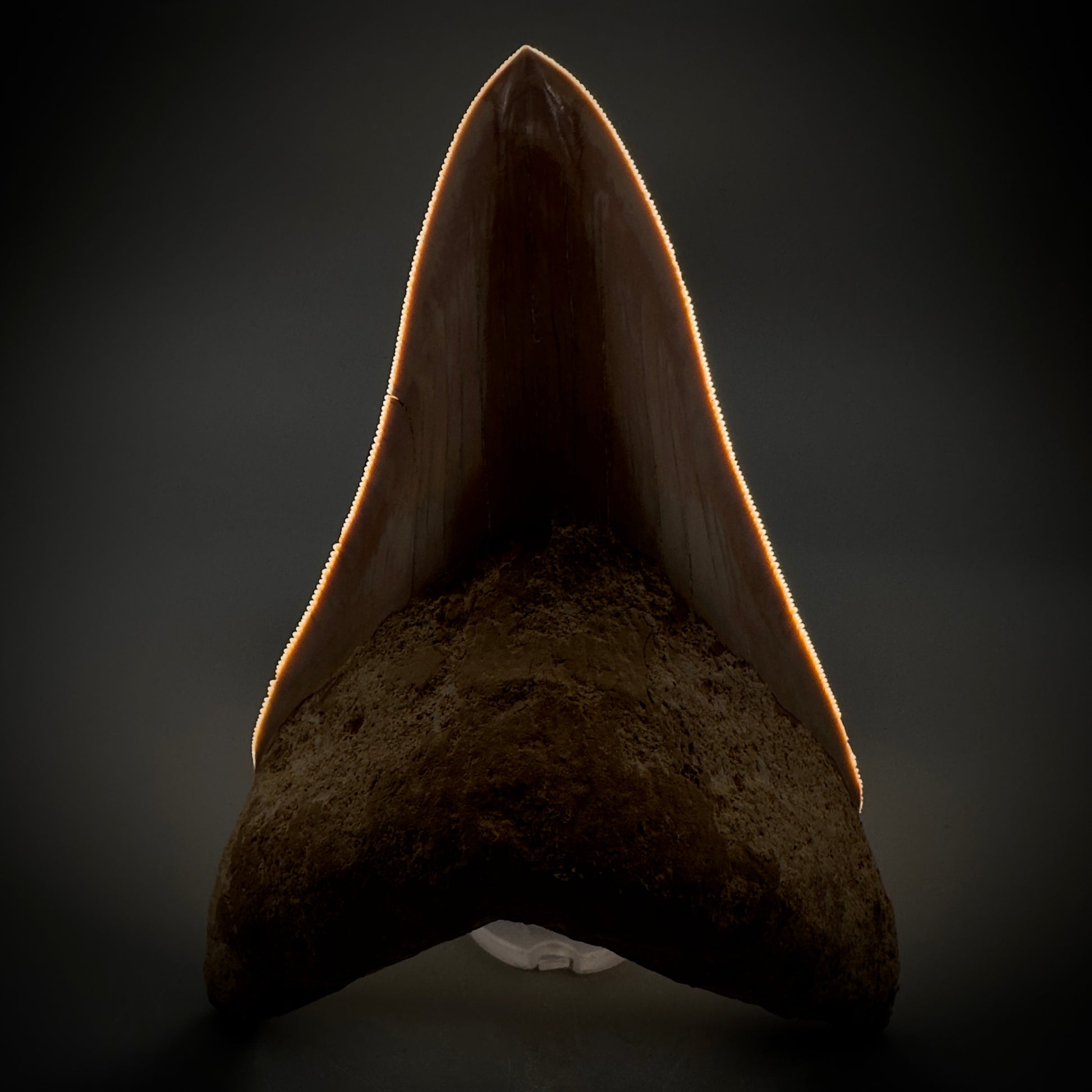 Collector's Quality, lower 4.69" Fossil Megalodon Shark Tooth from West Java, Indonesia CM3312 - Front Serrations detail