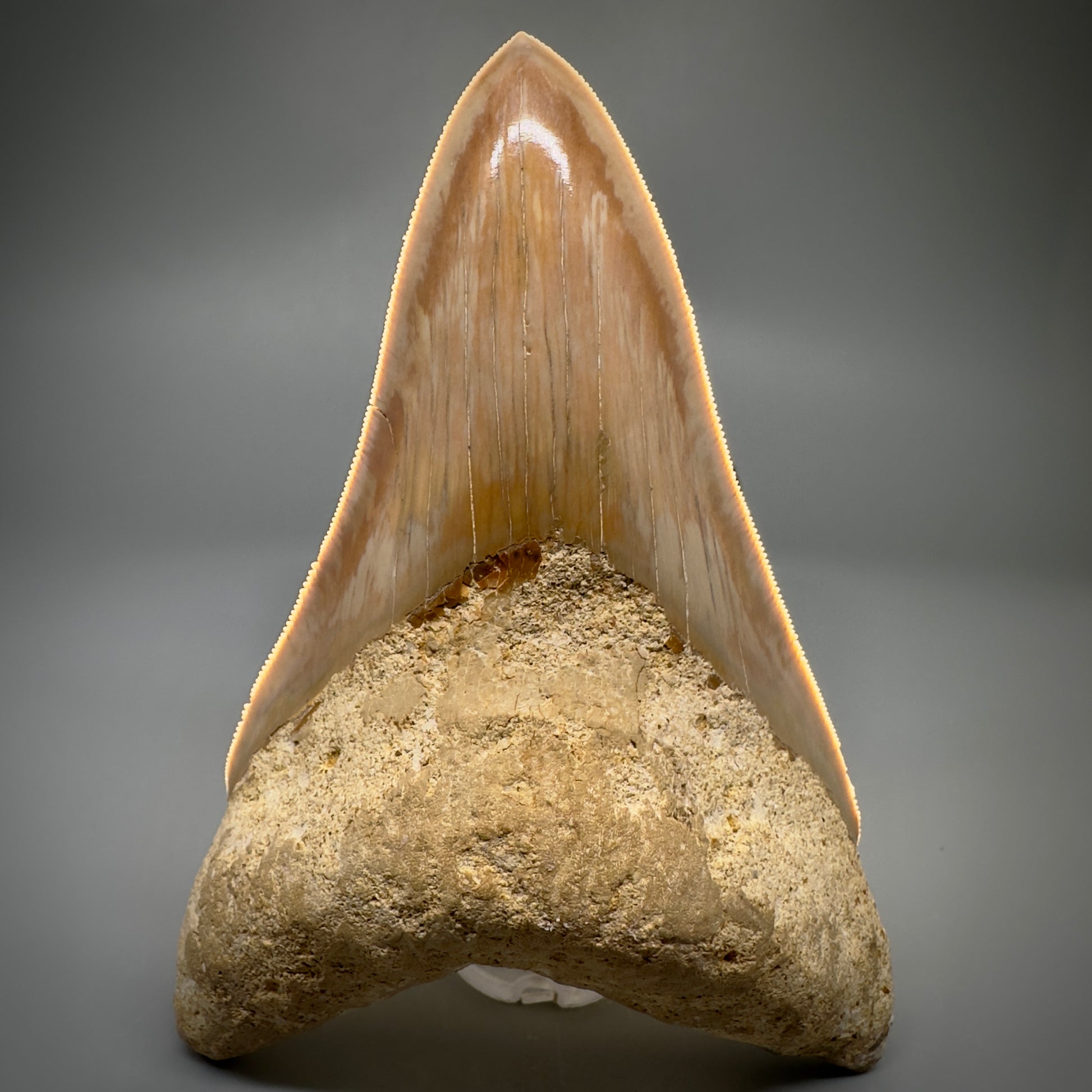 Collector's Quality, lower 4.69" Fossil Megalodon Shark Tooth from West Java, Indonesia CM3312 - Front