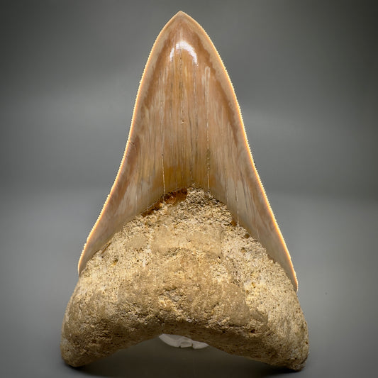 Collector's Quality, lower 4.69" Fossil Megalodon Shark Tooth from West Java, Indonesia CM3312 - Front
