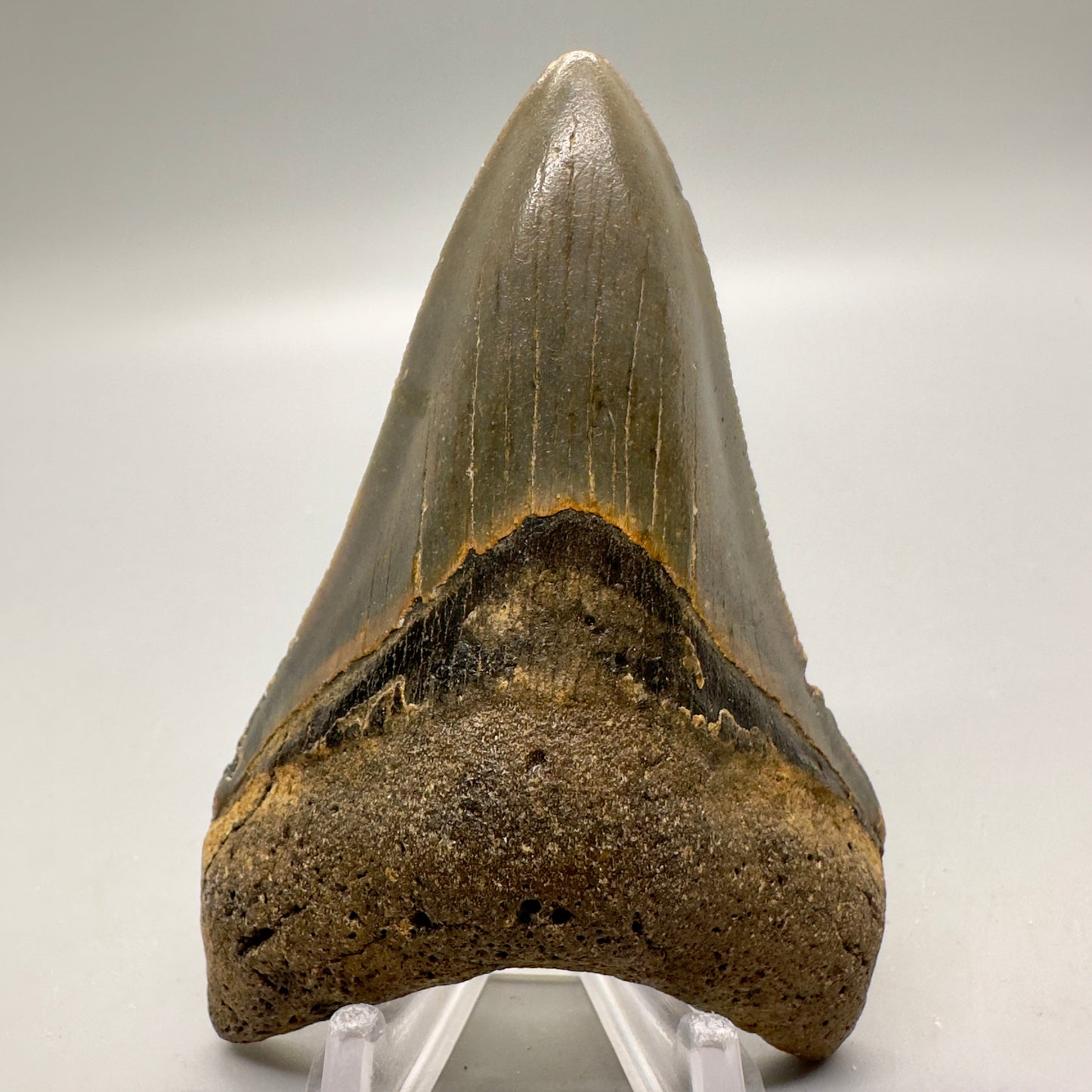 Green, Lower 3.44" Fossil Megalodon Tooth - North Carolina CM4588 - Front