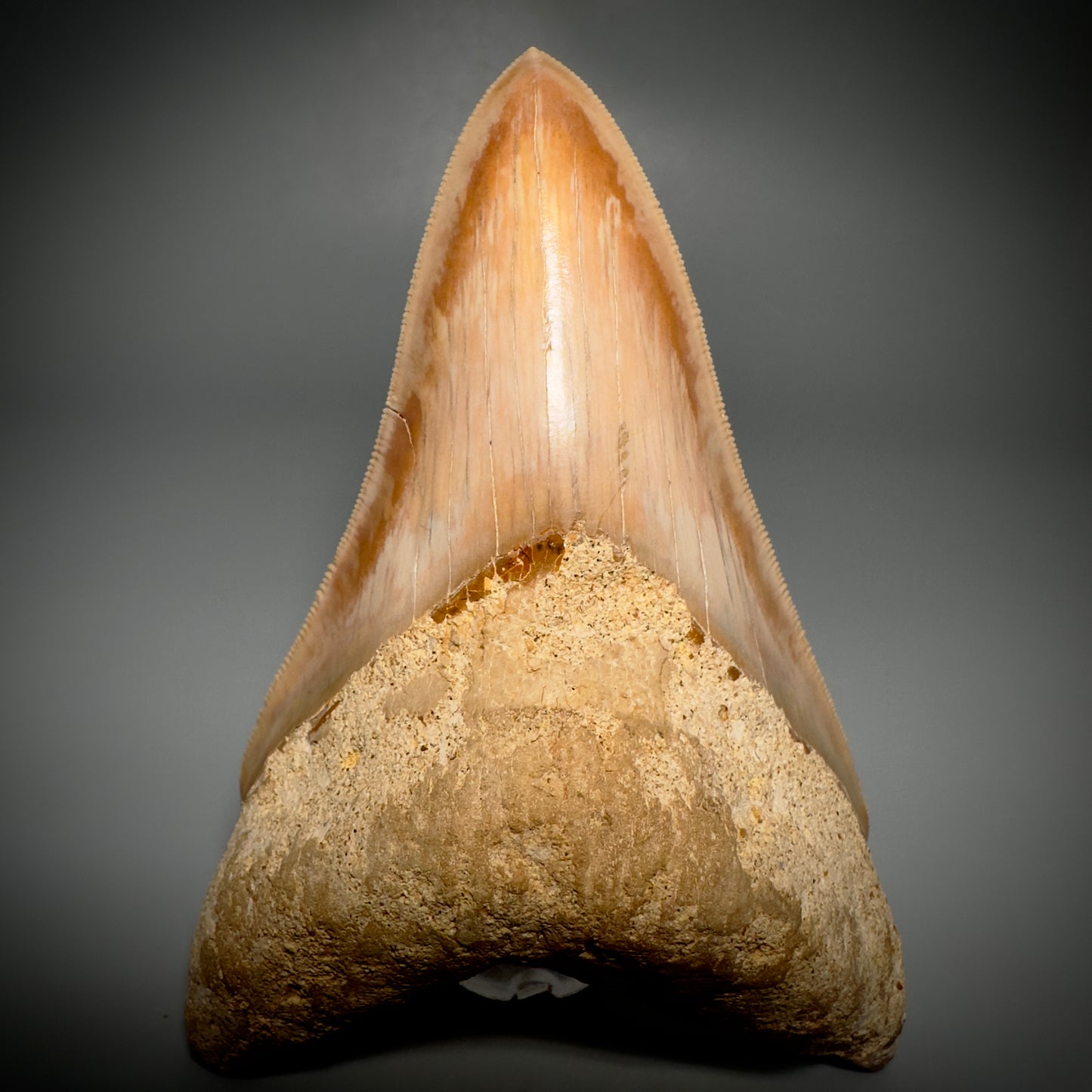 Collector's Quality, lower 4.69" Fossil Megalodon Shark Tooth from West Java, Indonesia CM3312 - Front 1