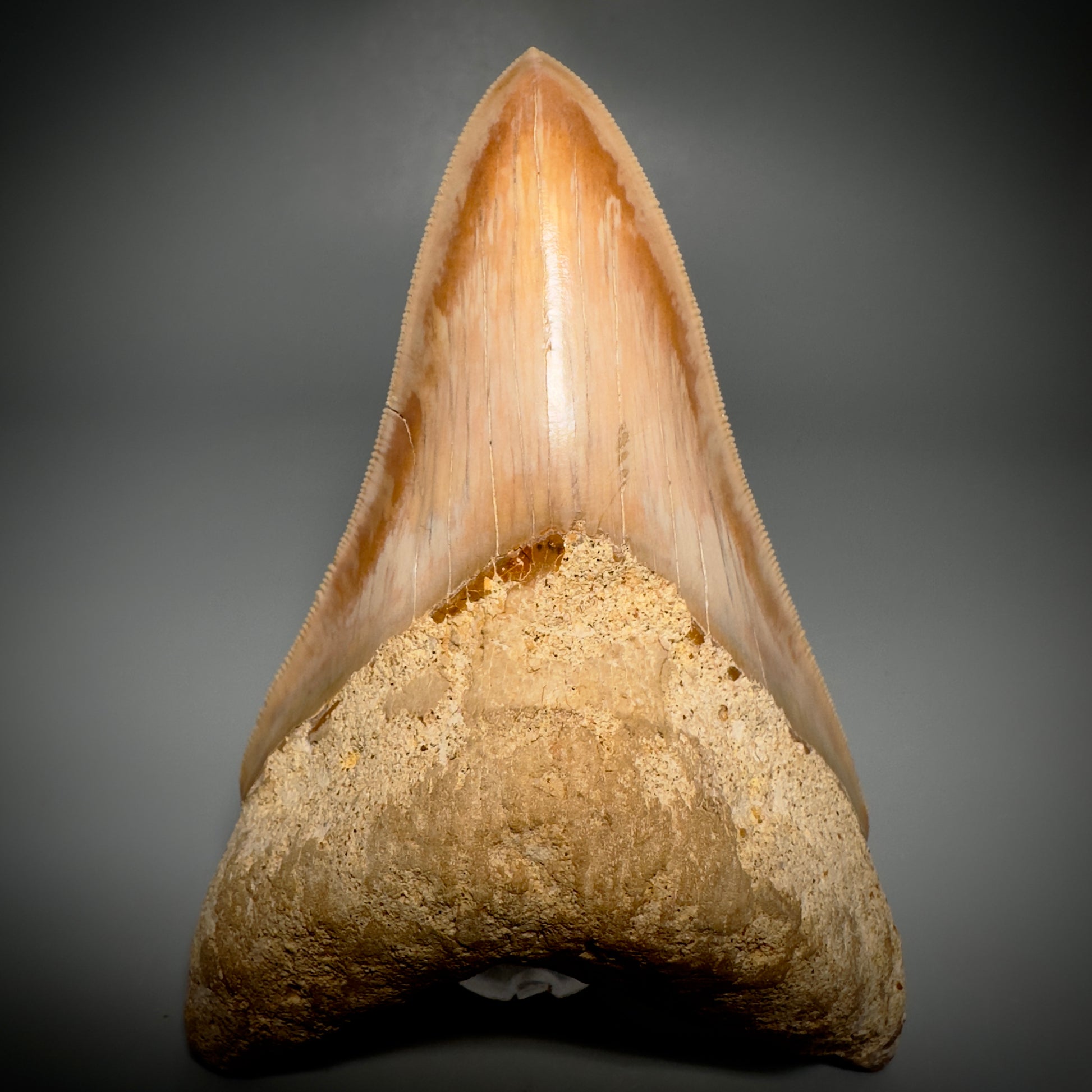 Collector's Quality, lower 4.69" Fossil Megalodon Shark Tooth from West Java, Indonesia CM3312 - Front 1