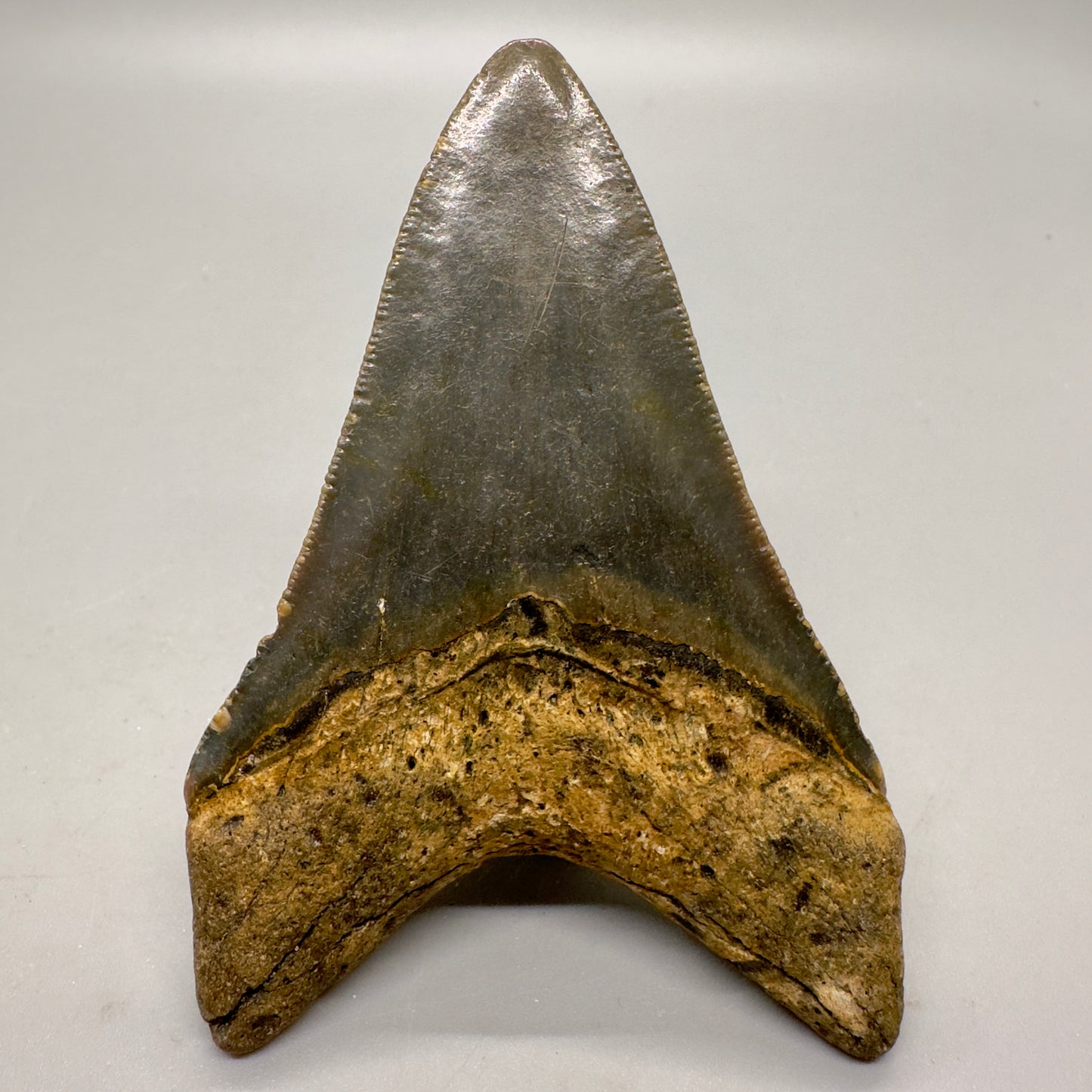 Green, Lower 3.44" Fossil Megalodon Tooth - North Carolina CM4588 - Back
