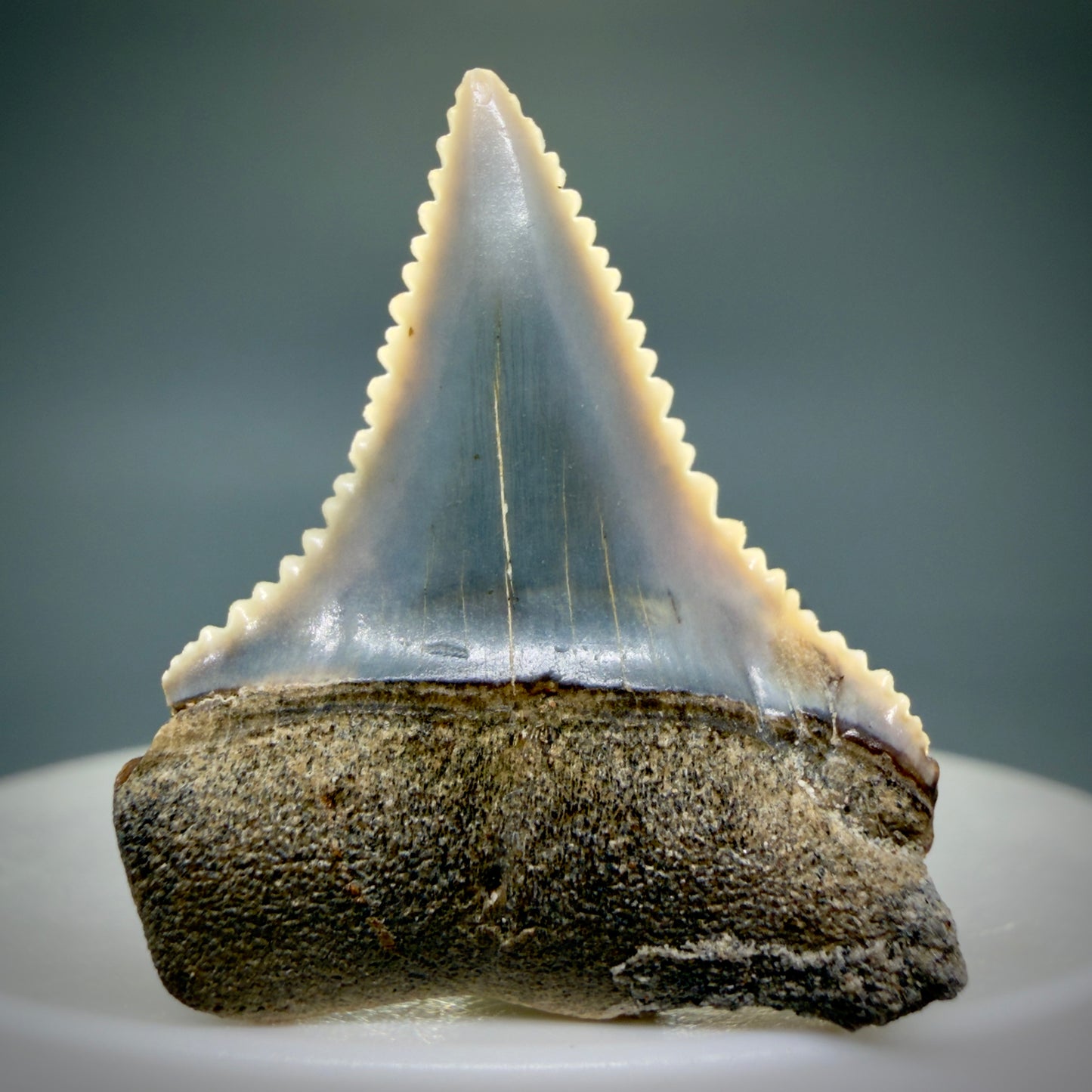 Front View Very colorful, sharply serrated 1.23" long Fossil Great White Tooth from the deserts of Peru GW1309 - 1