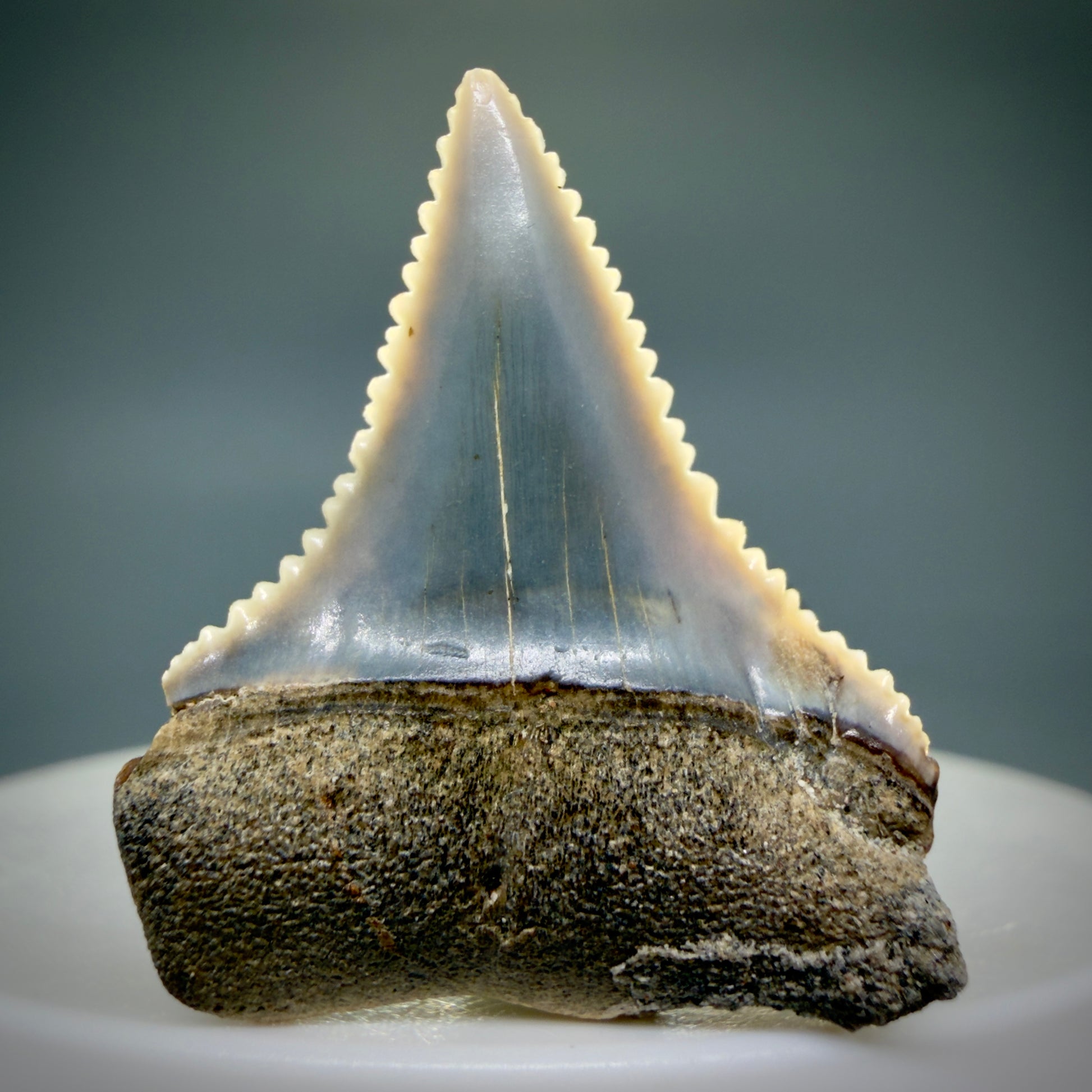 Front View Very colorful, sharply serrated 1.23" long Fossil Great White Tooth from the deserts of Peru GW1309 - 1